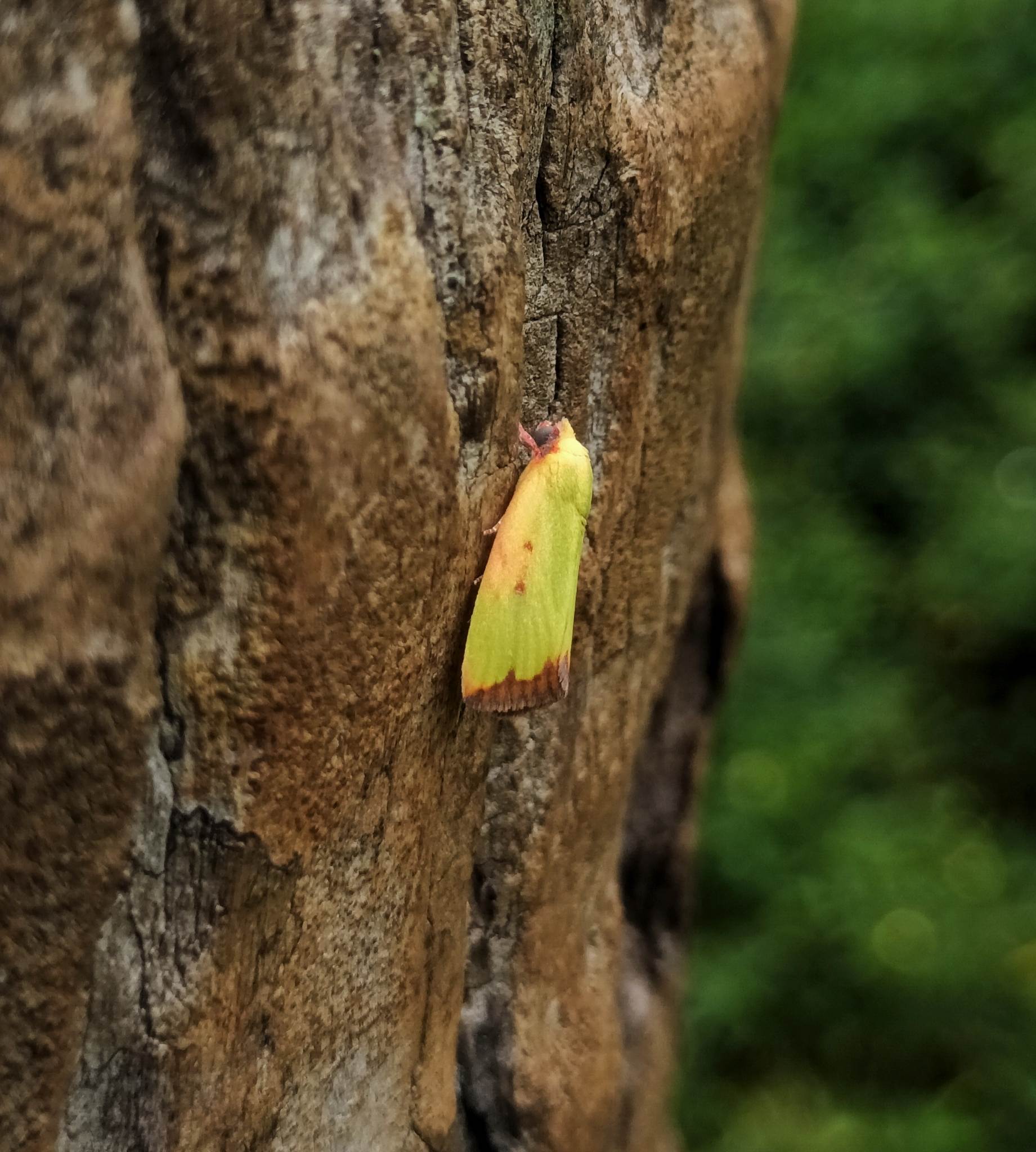 Earias cupreoviridis