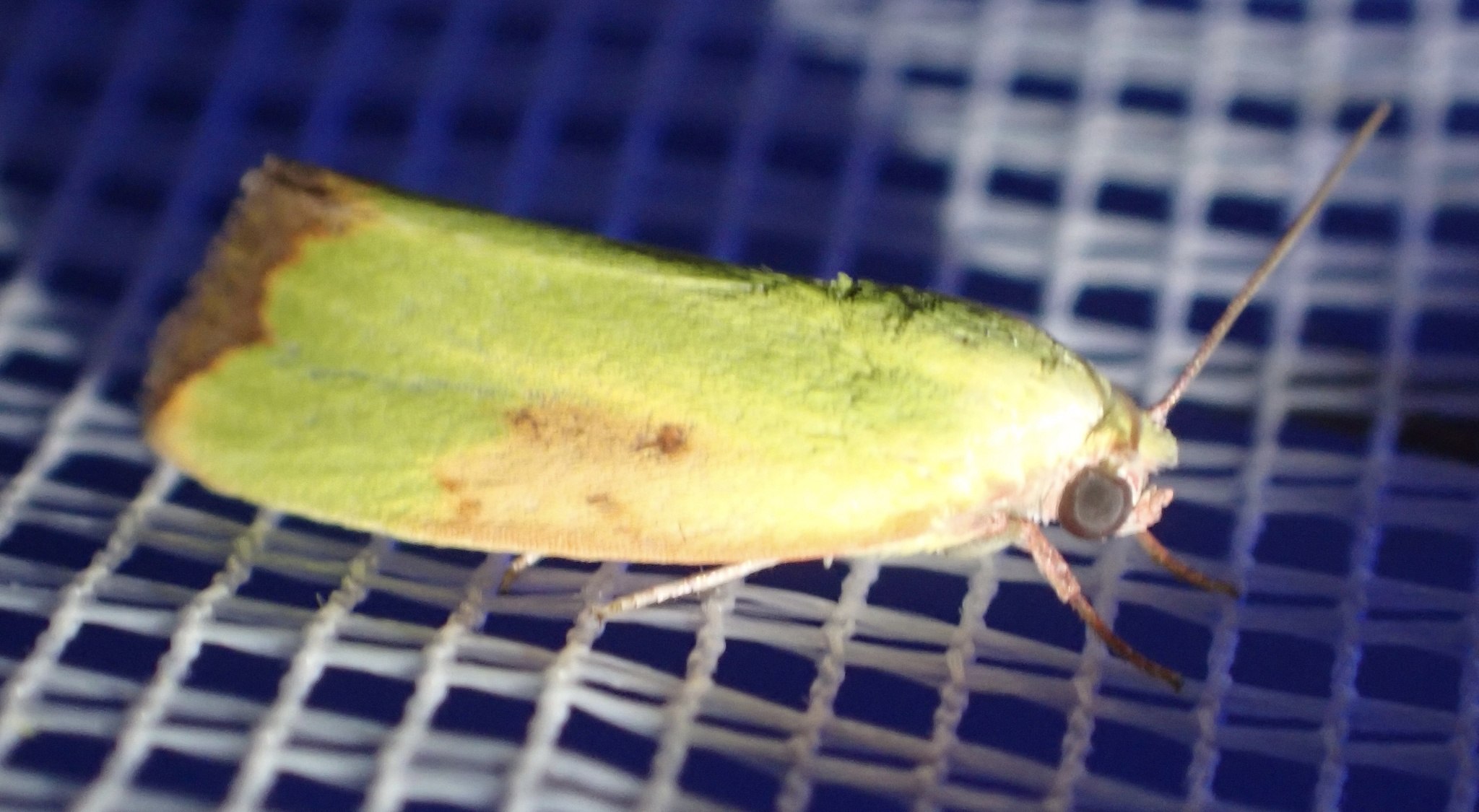Earias cupreoviridis