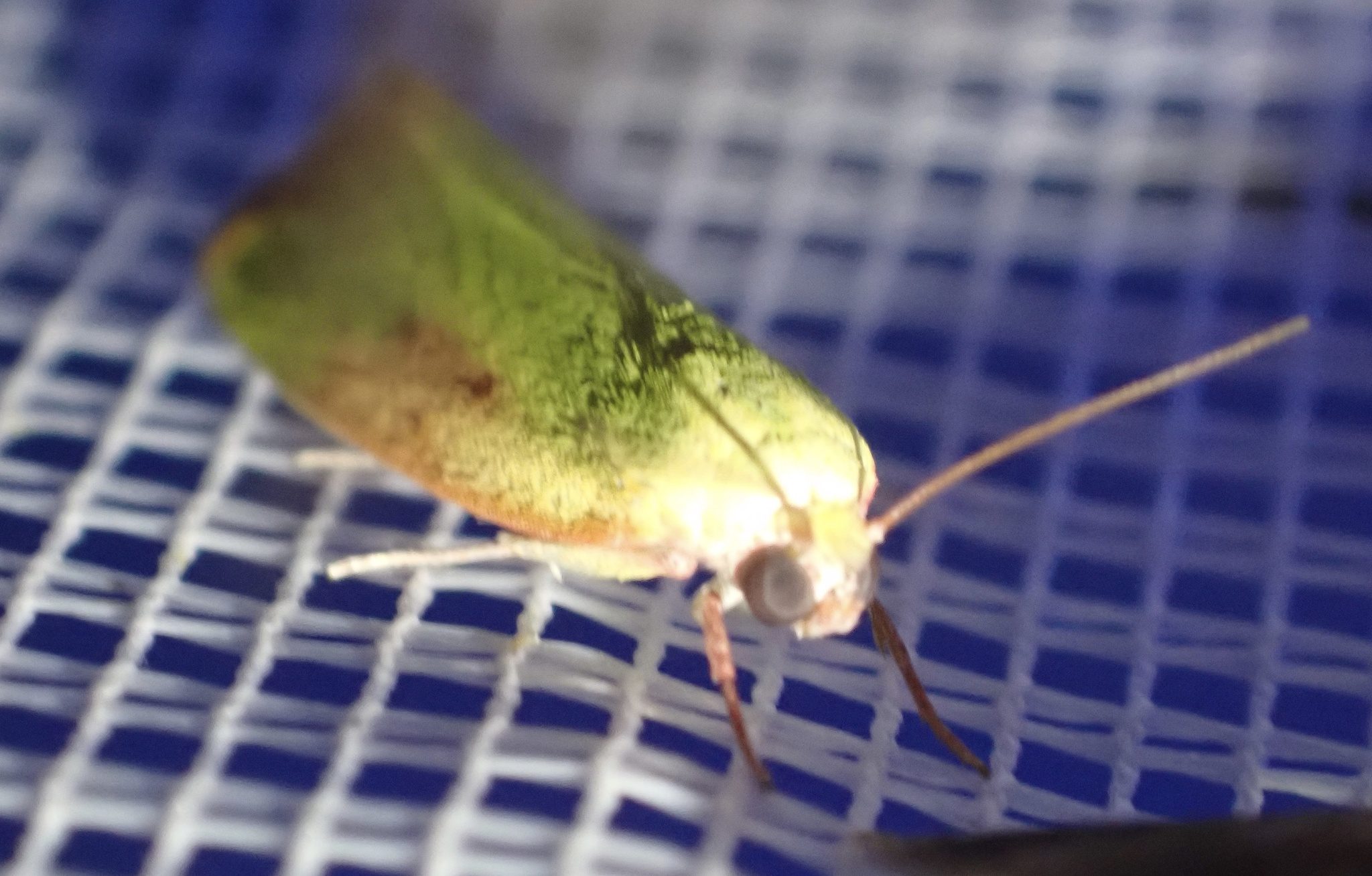 Earias cupreoviridis