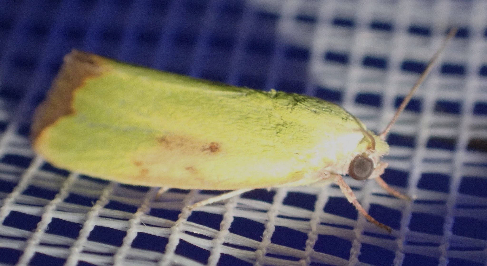 Earias cupreoviridis