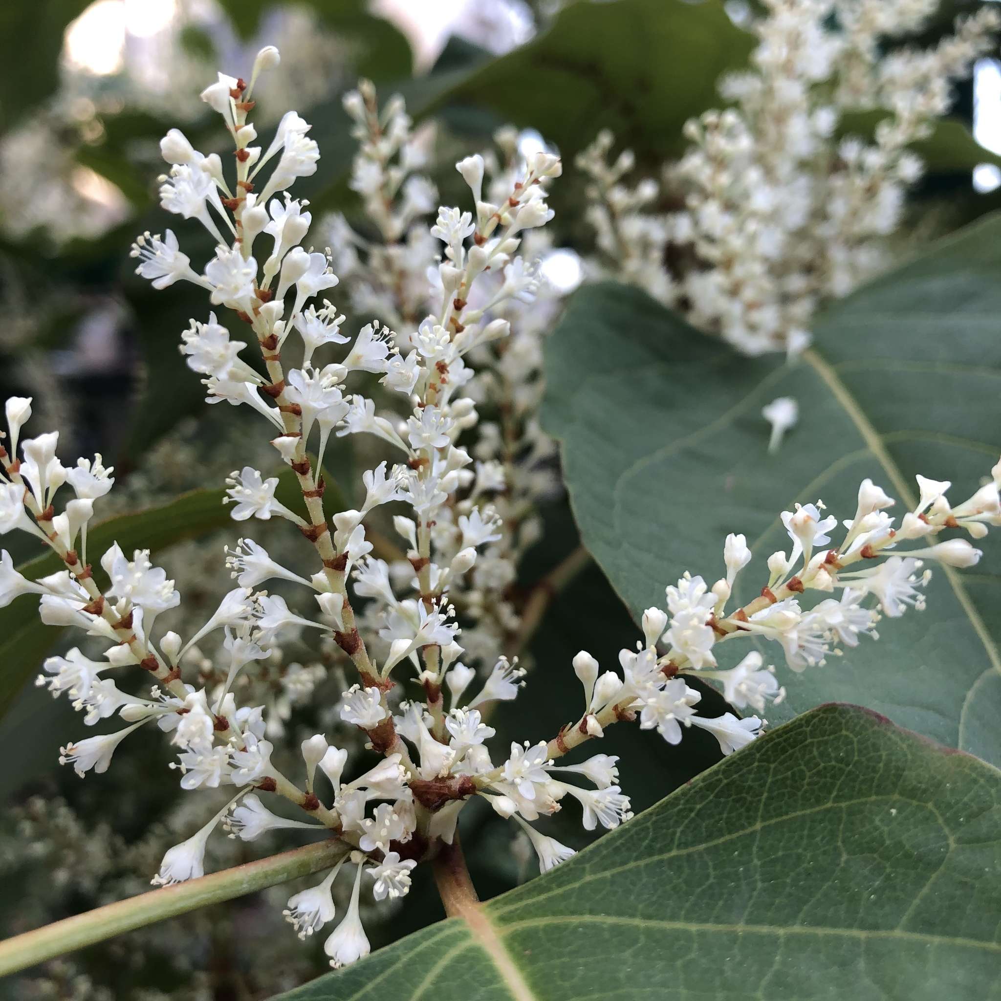 Reynoutria japonica