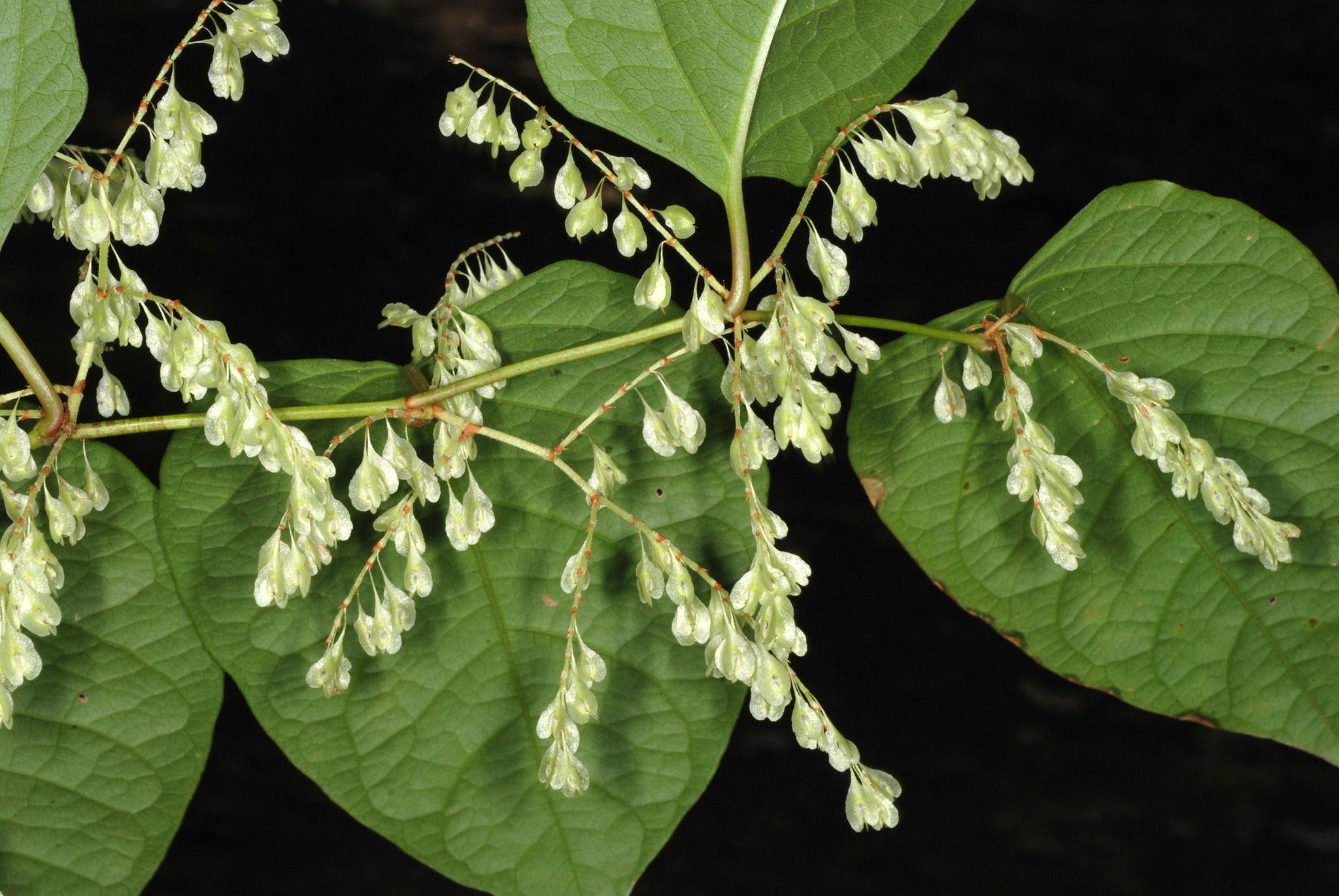Reynoutria japonica