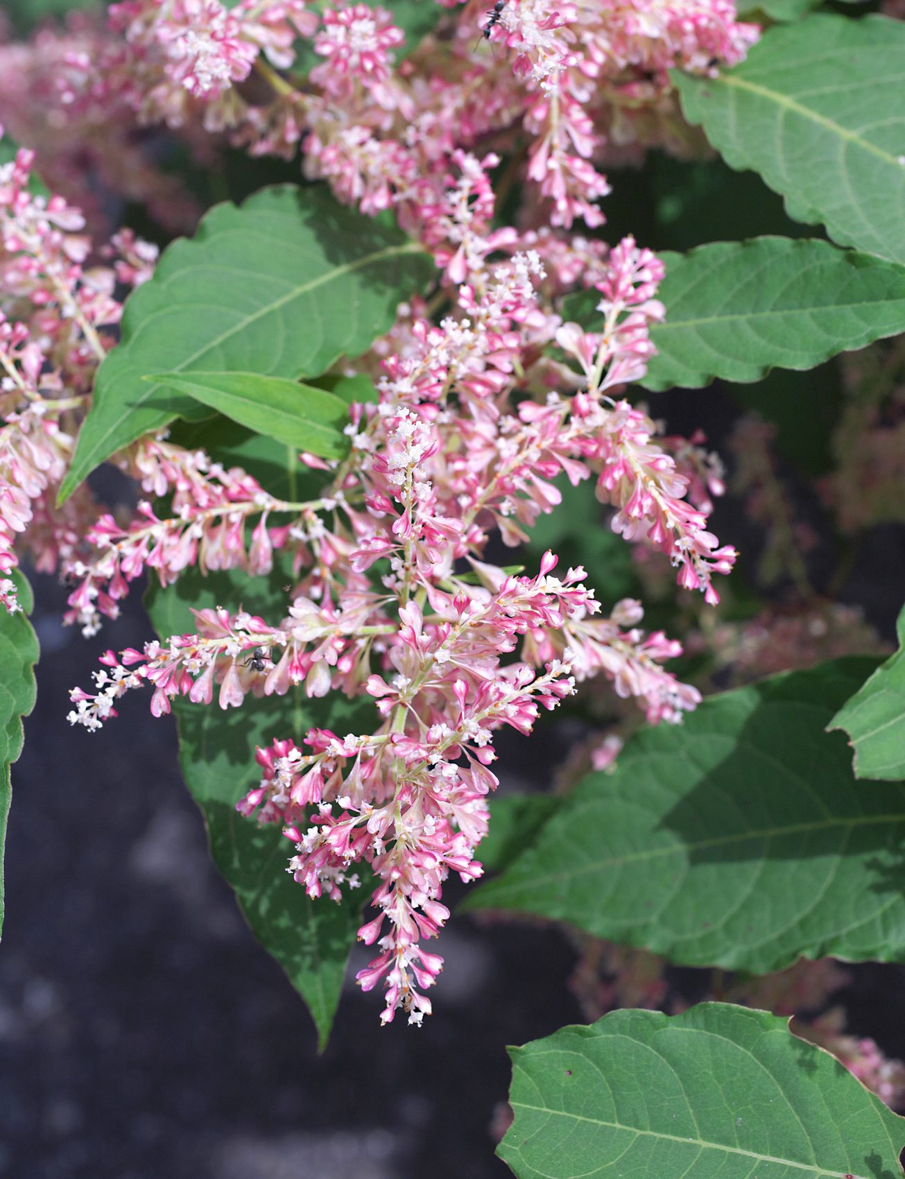 Reynoutria japonica