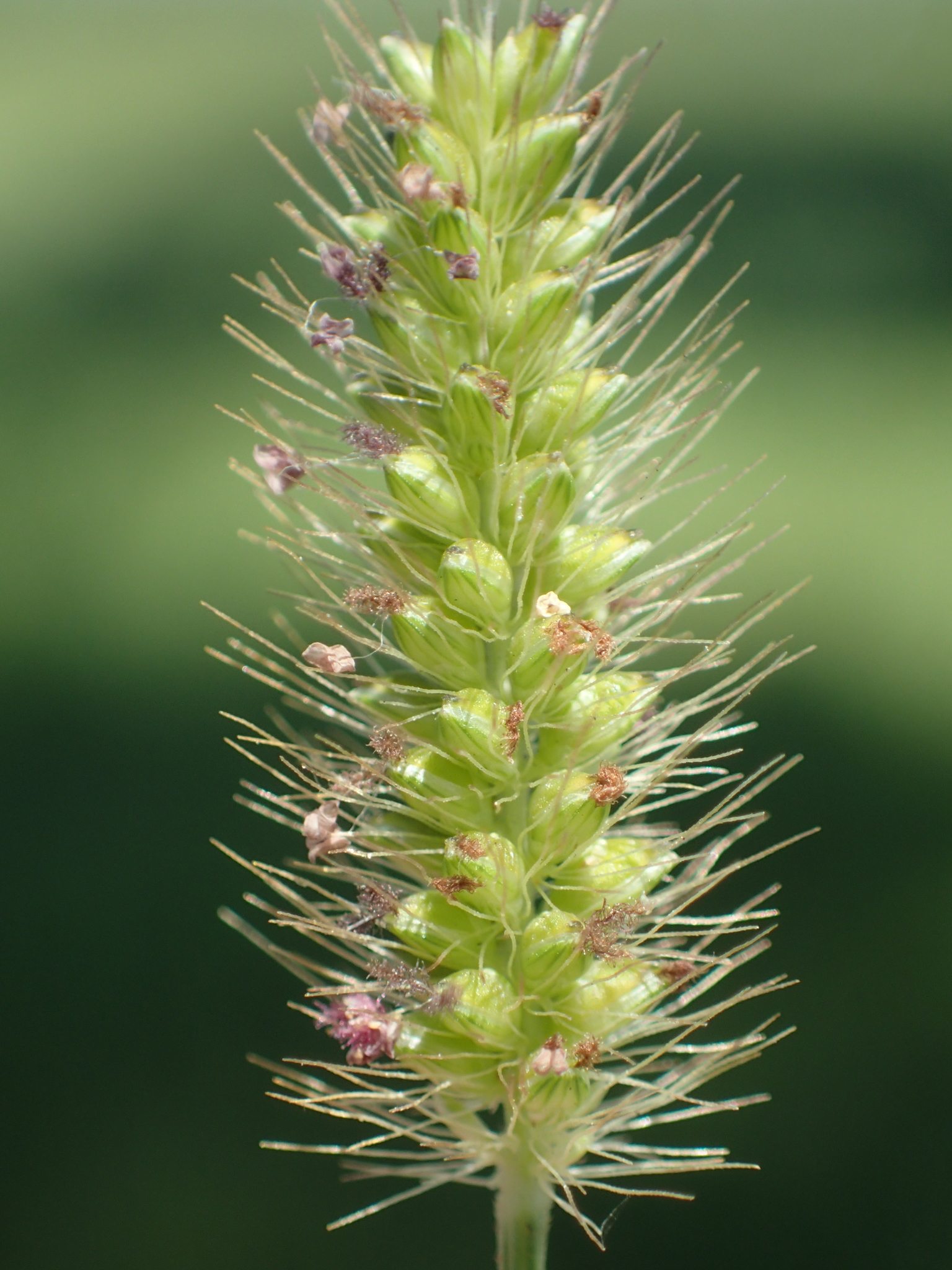 Setaria parviflora