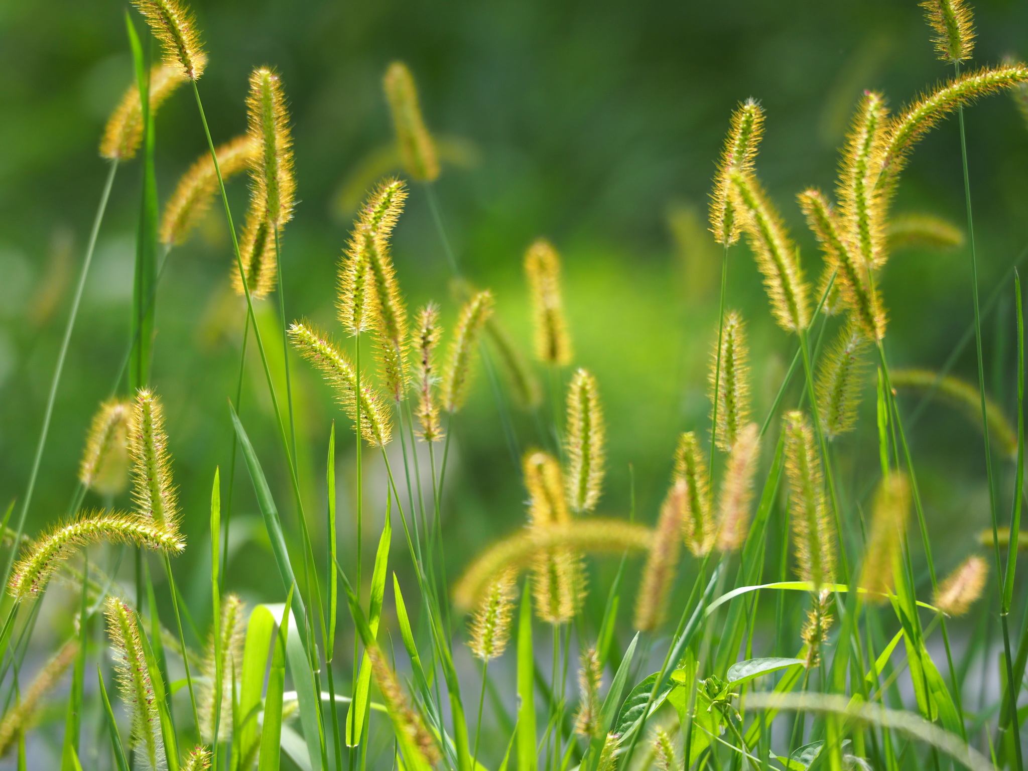 Setaria parviflora