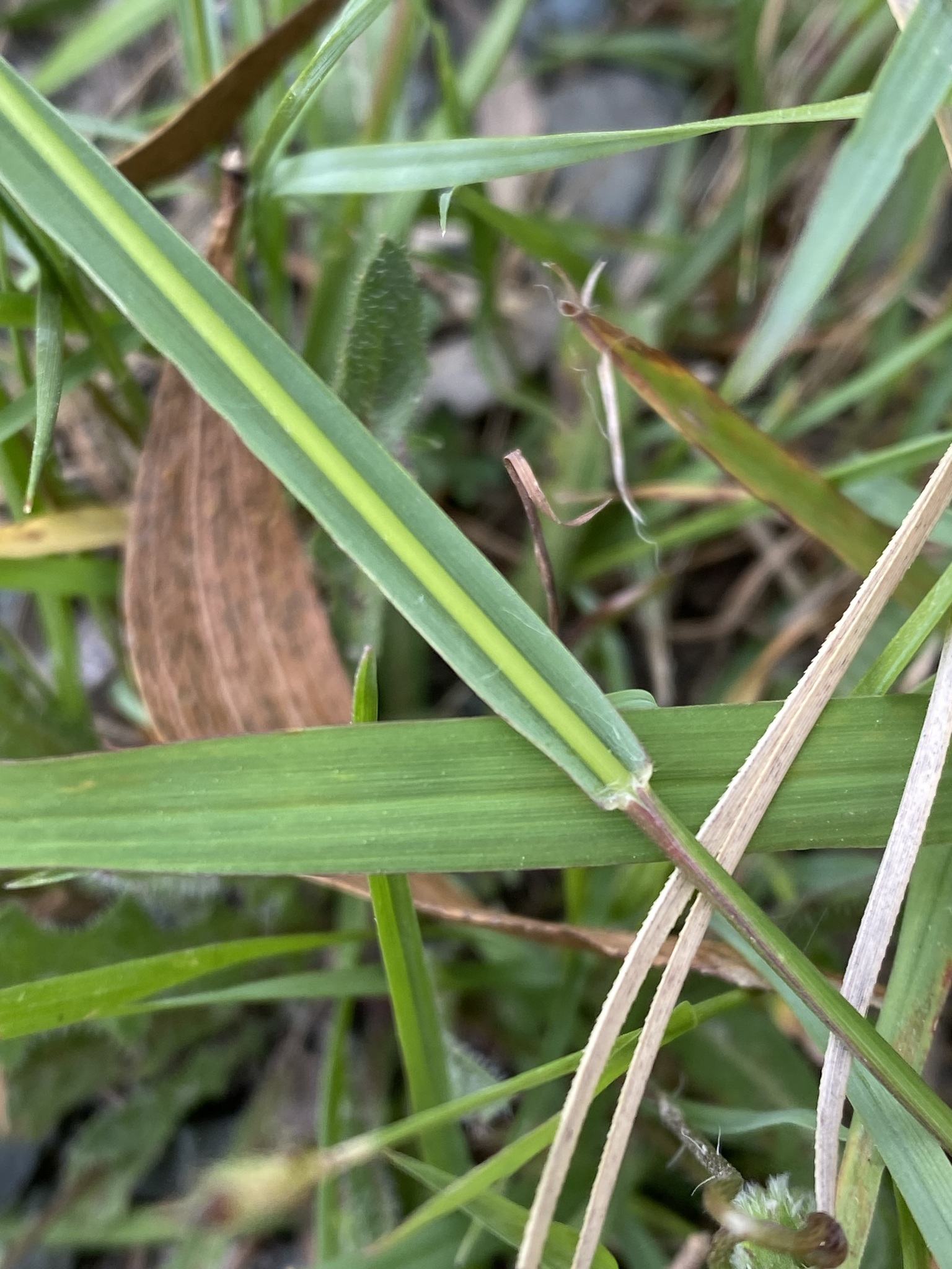 Setaria parviflora