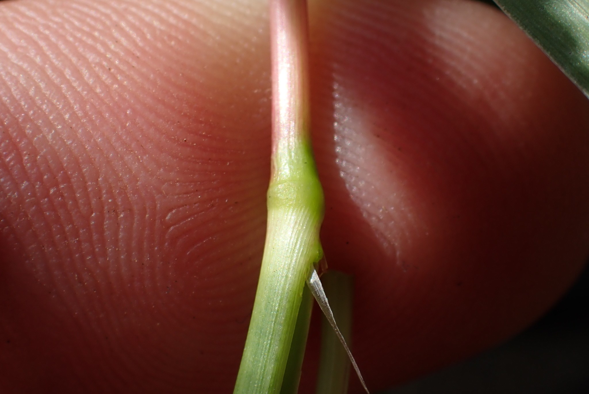 Setaria parviflora
