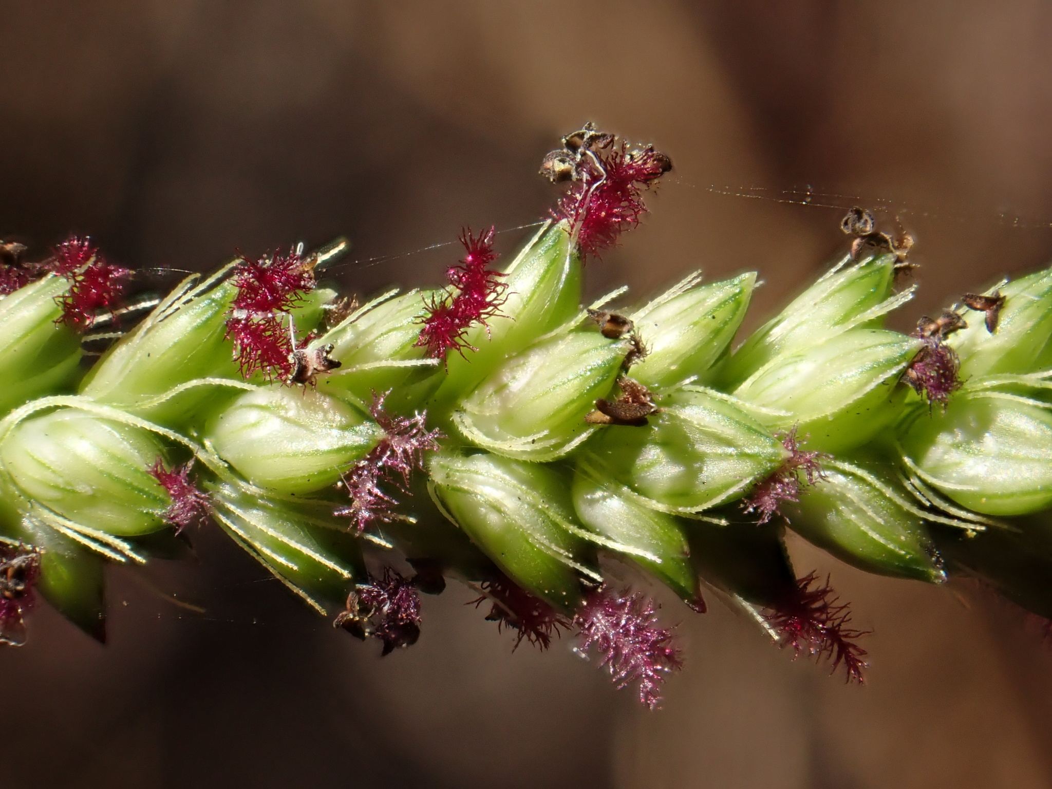 Setaria parviflora