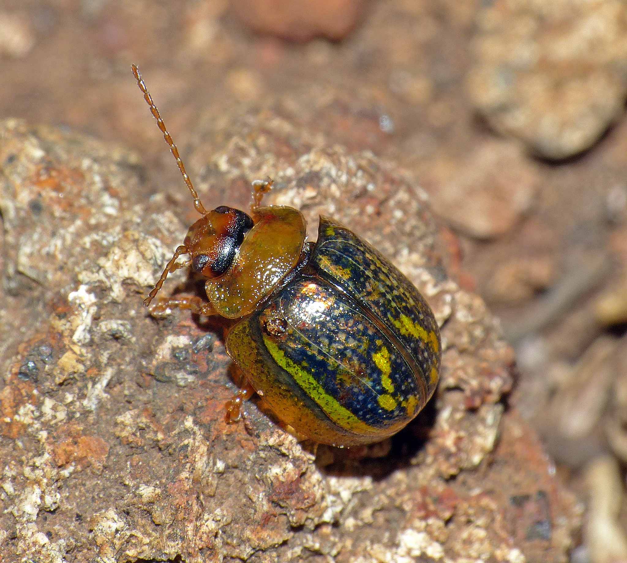 Paropsisterna selmani