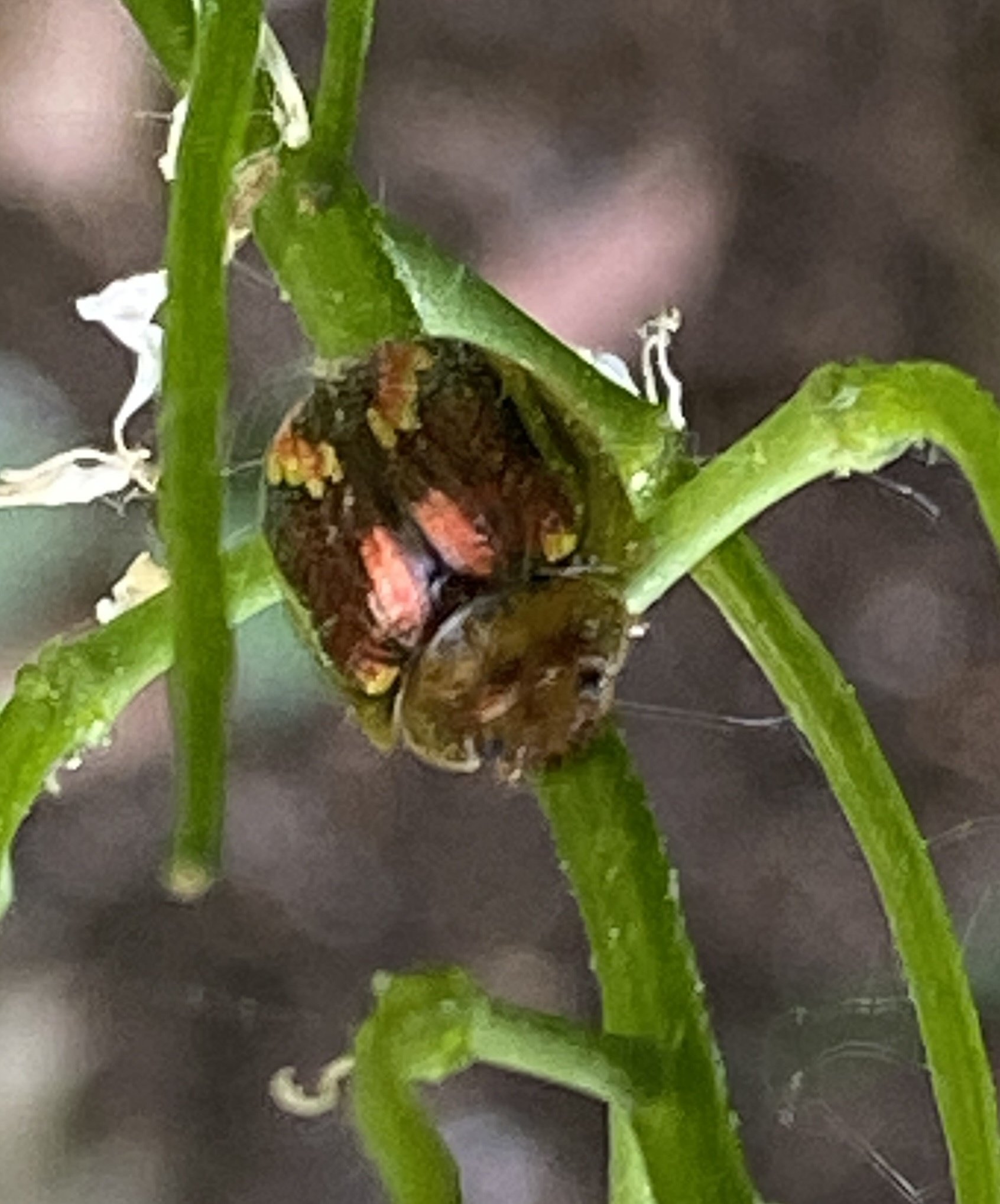 Paropsisterna selmani