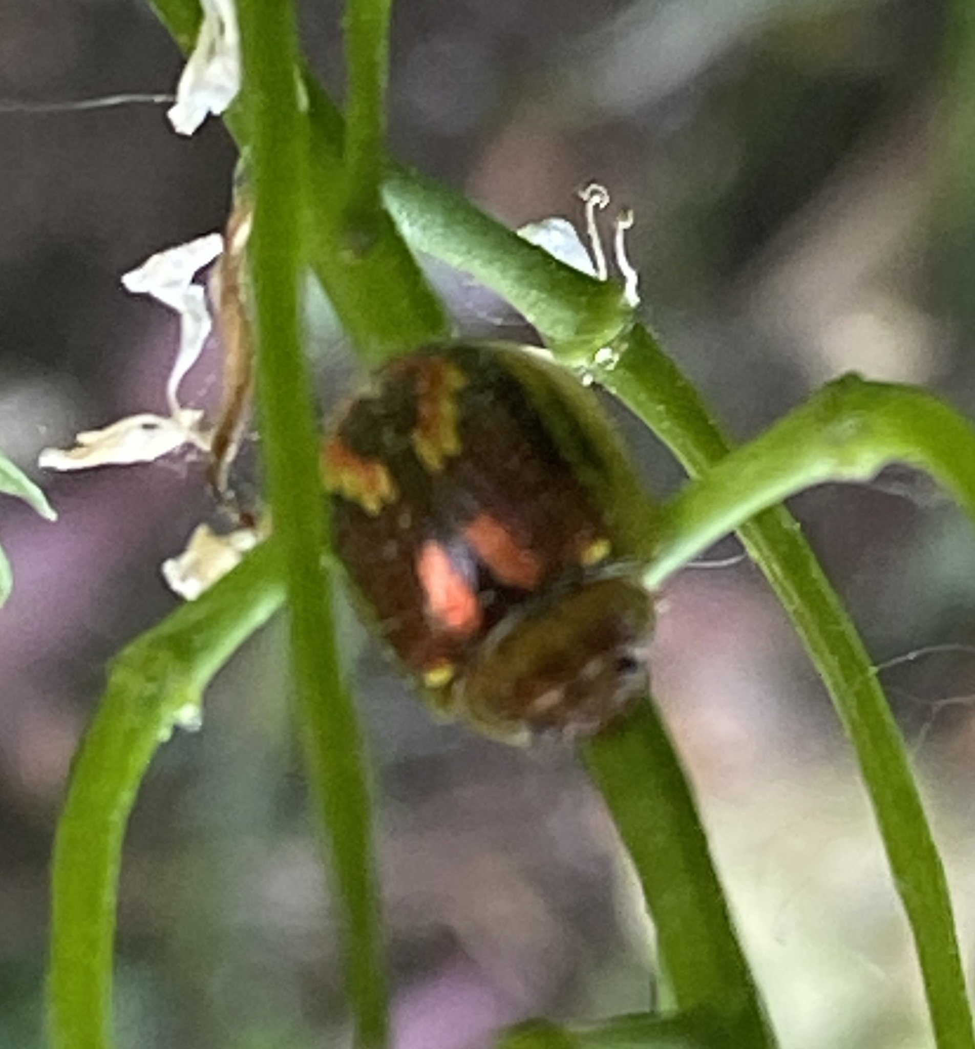 Paropsisterna selmani