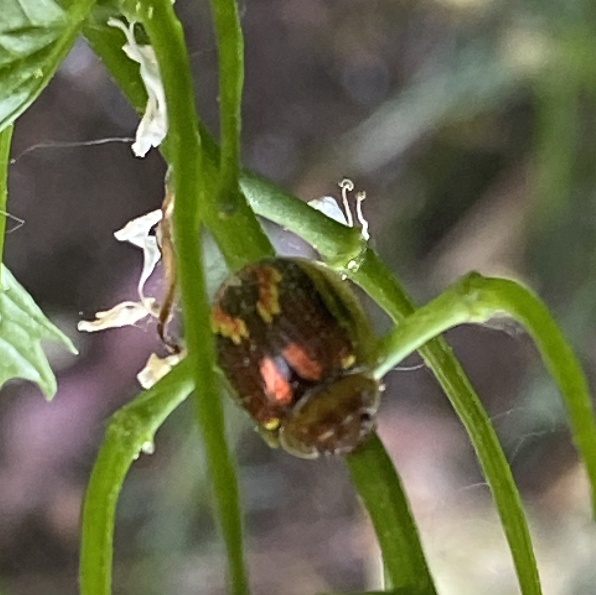 Paropsisterna selmani