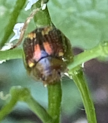 Paropsisterna selmani