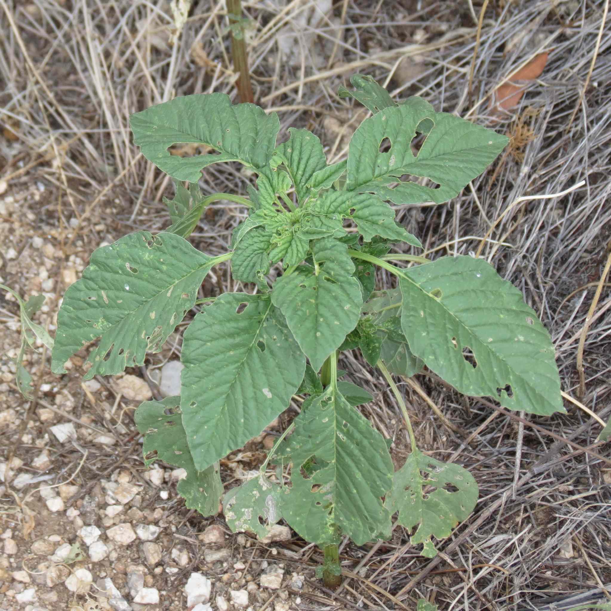 Amaranthus palmeri