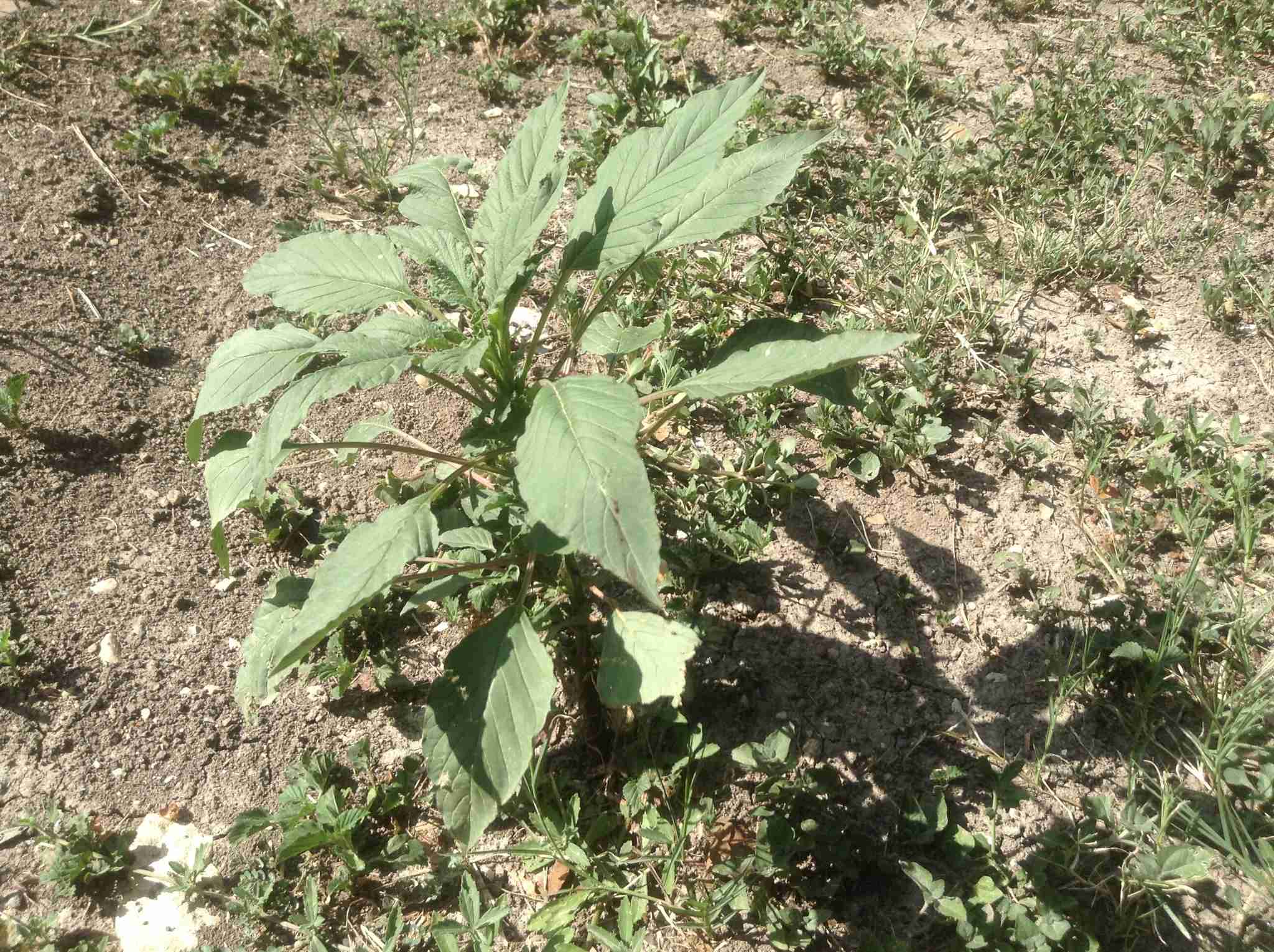 Amaranthus palmeri