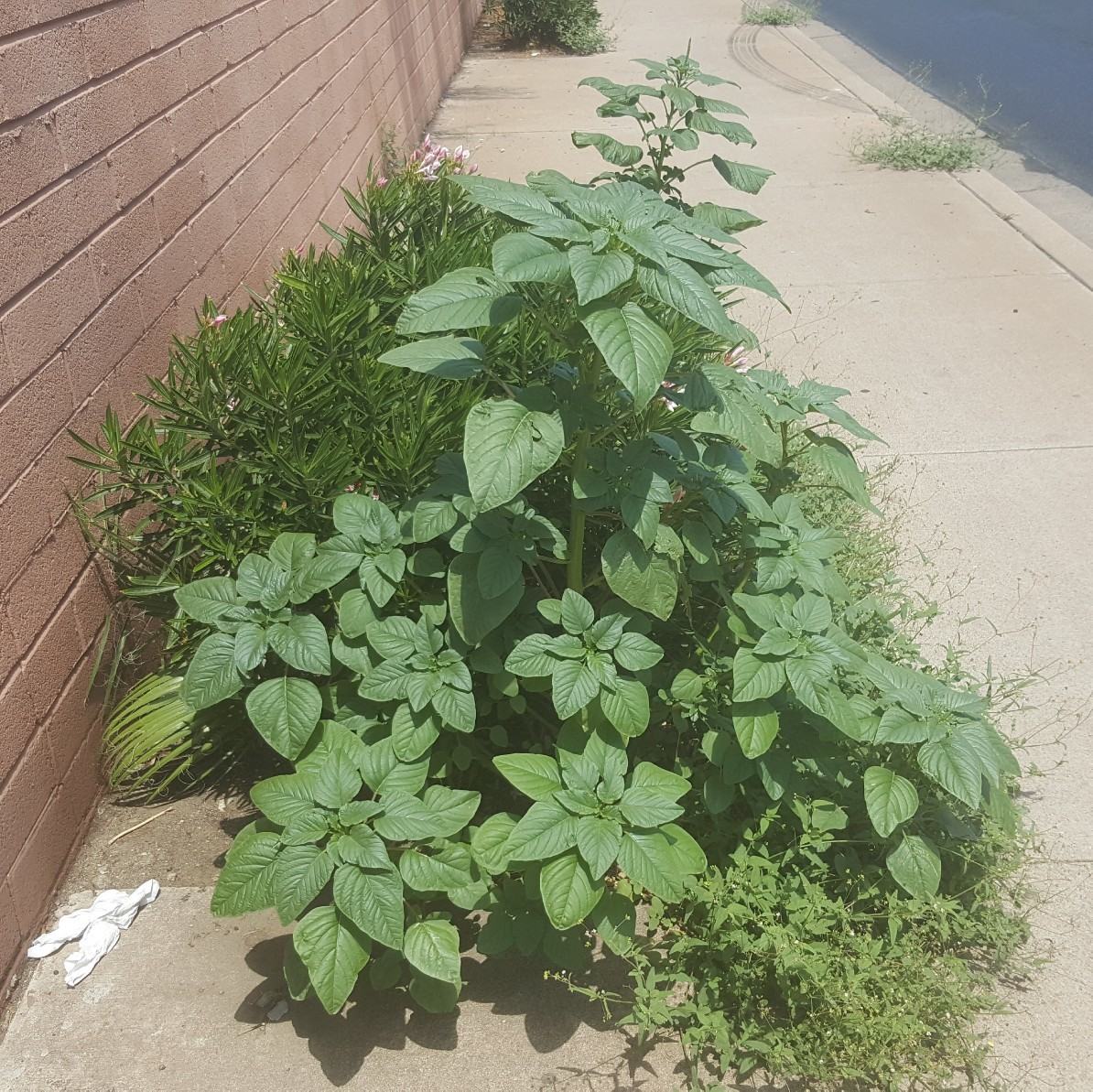 Amaranthus palmeri
