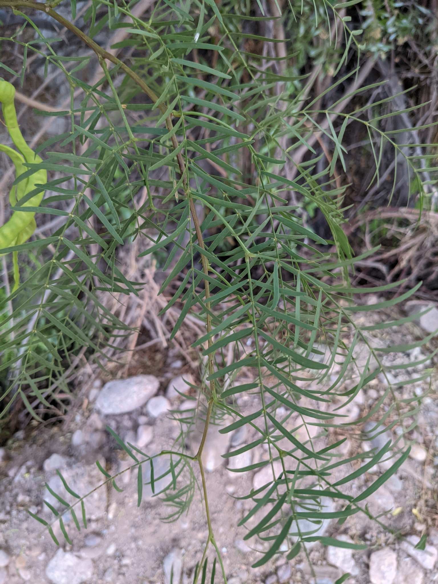 Neltuma chilensis