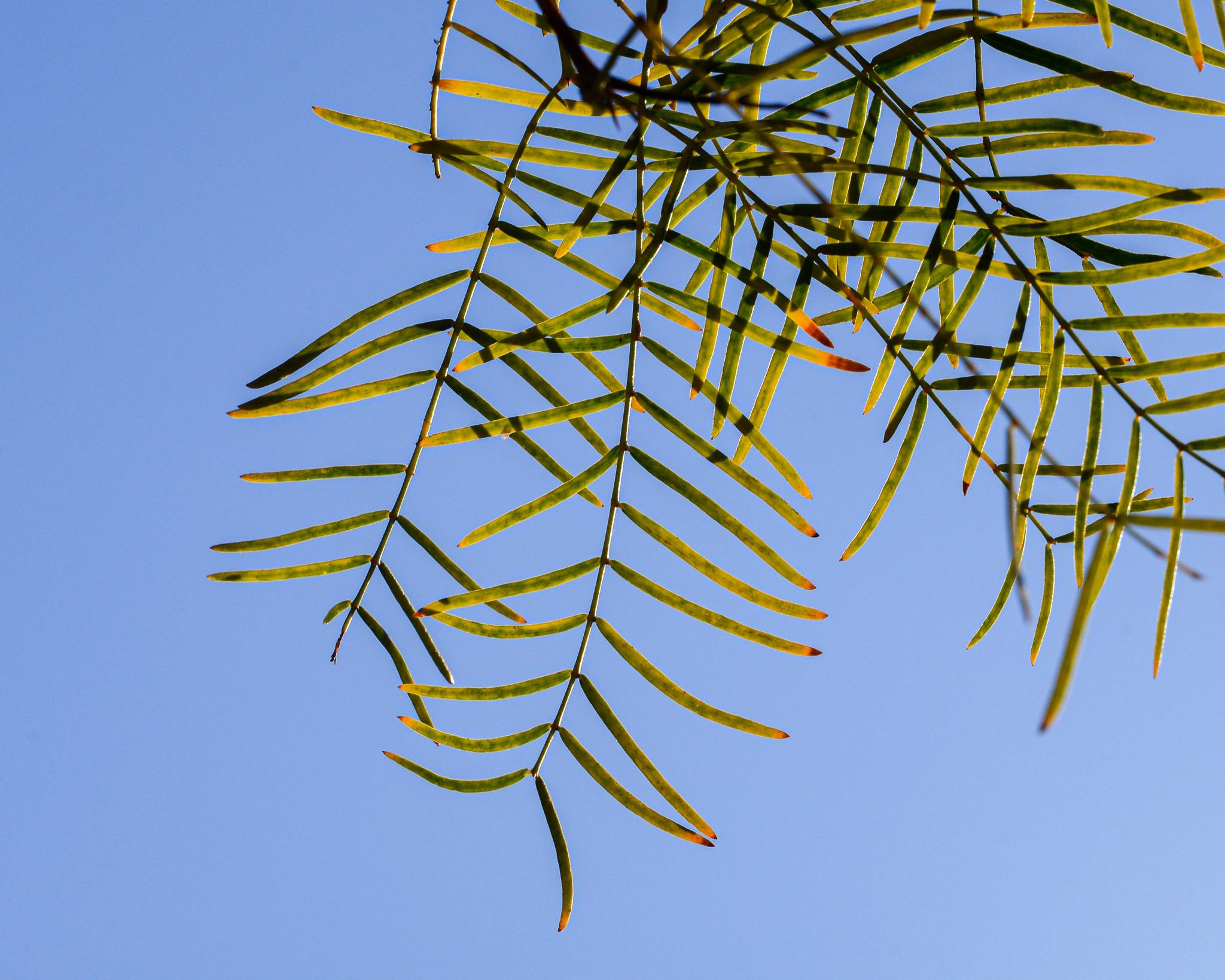 Neltuma chilensis