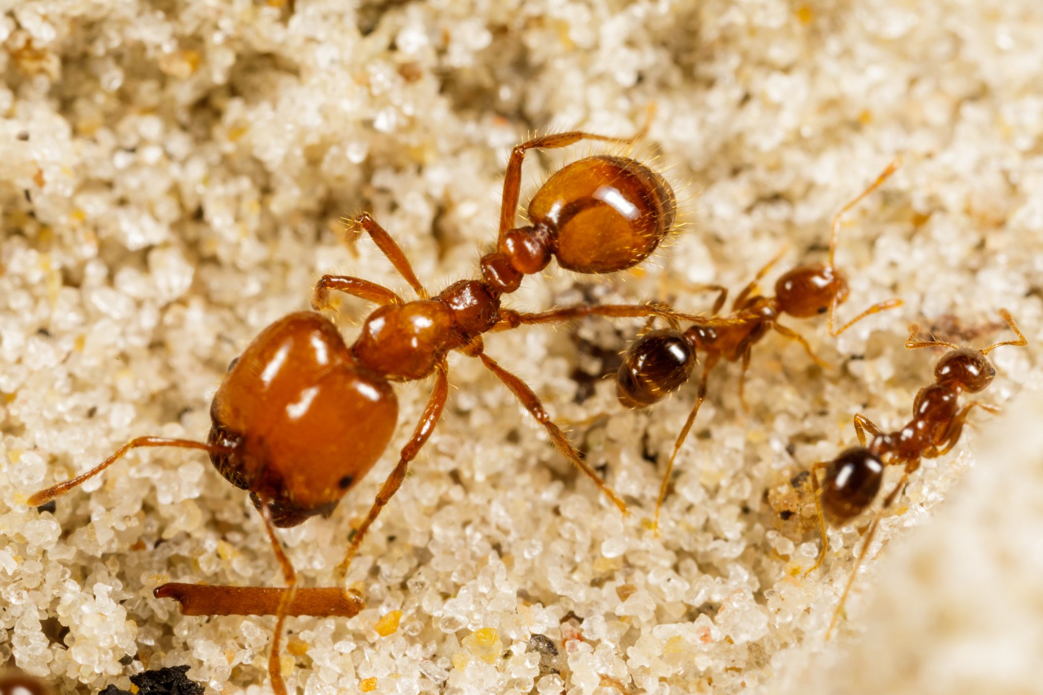 Solenopsis geminata