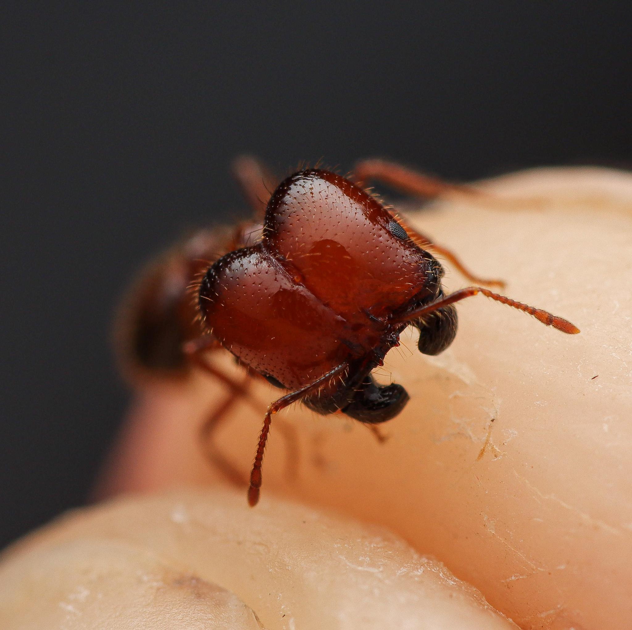 Solenopsis geminata