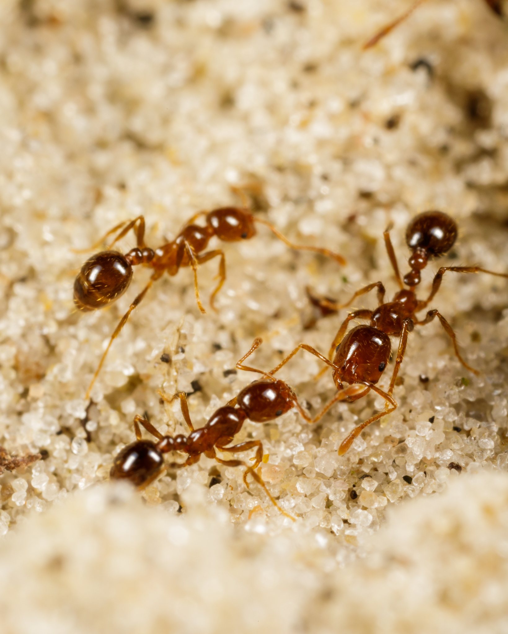 Solenopsis geminata