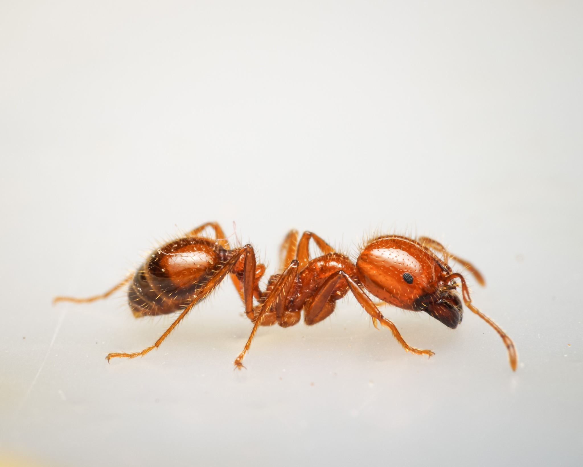 Solenopsis geminata