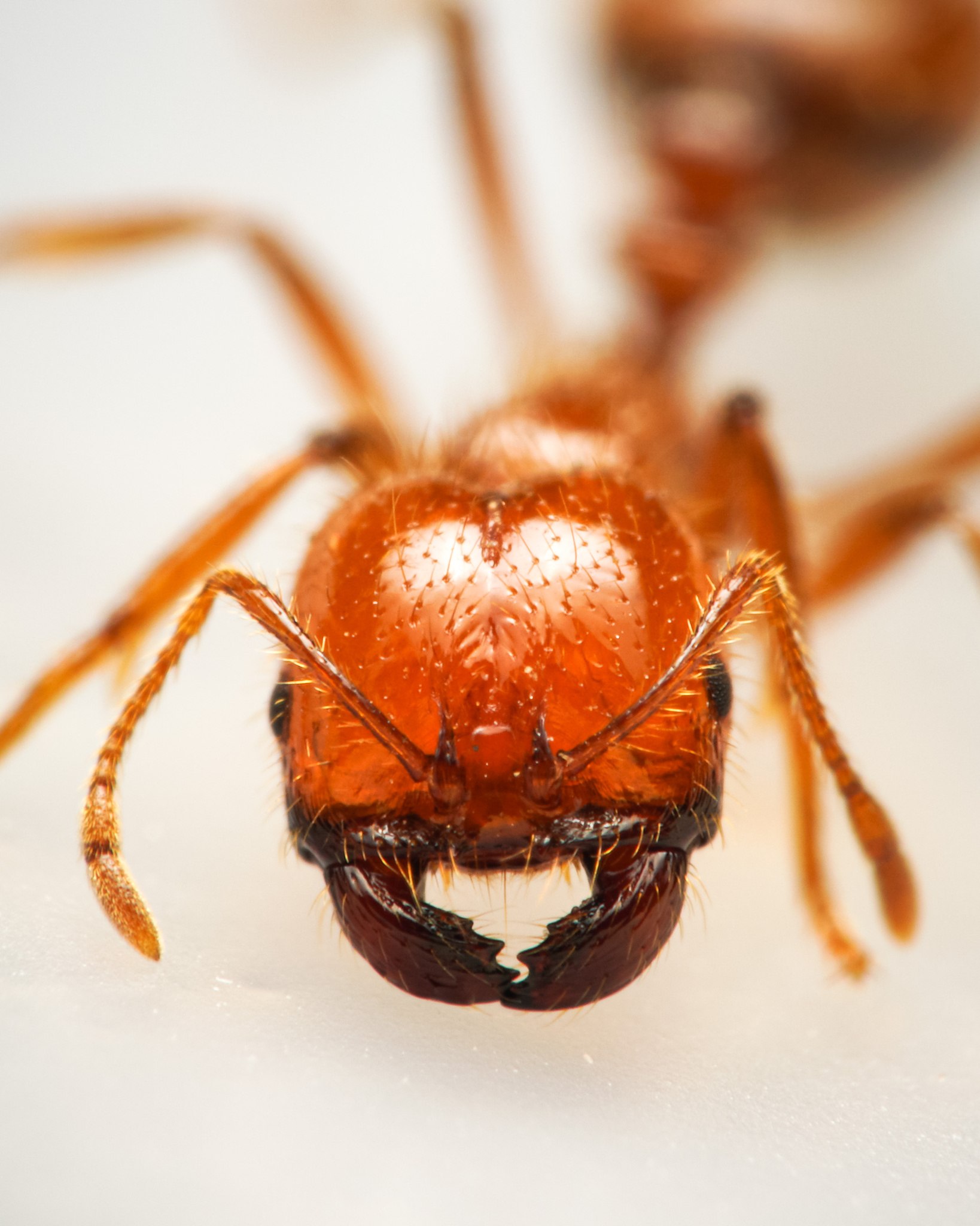 Solenopsis geminata