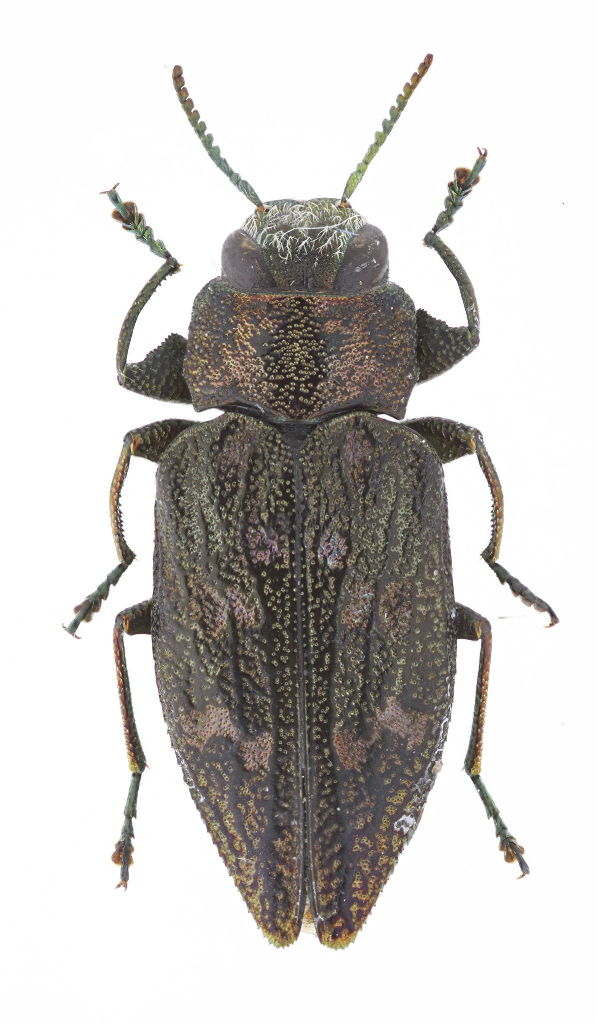 Chrysobothris femorata