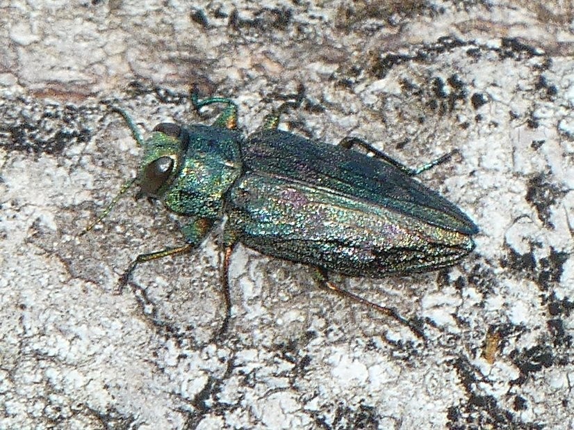 Chrysobothris femorata