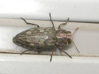 Chrysobothris femorata