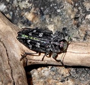 Chrysobothris femorata