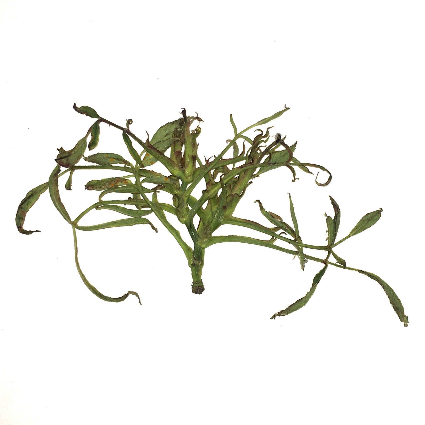 Emaravirus rosae