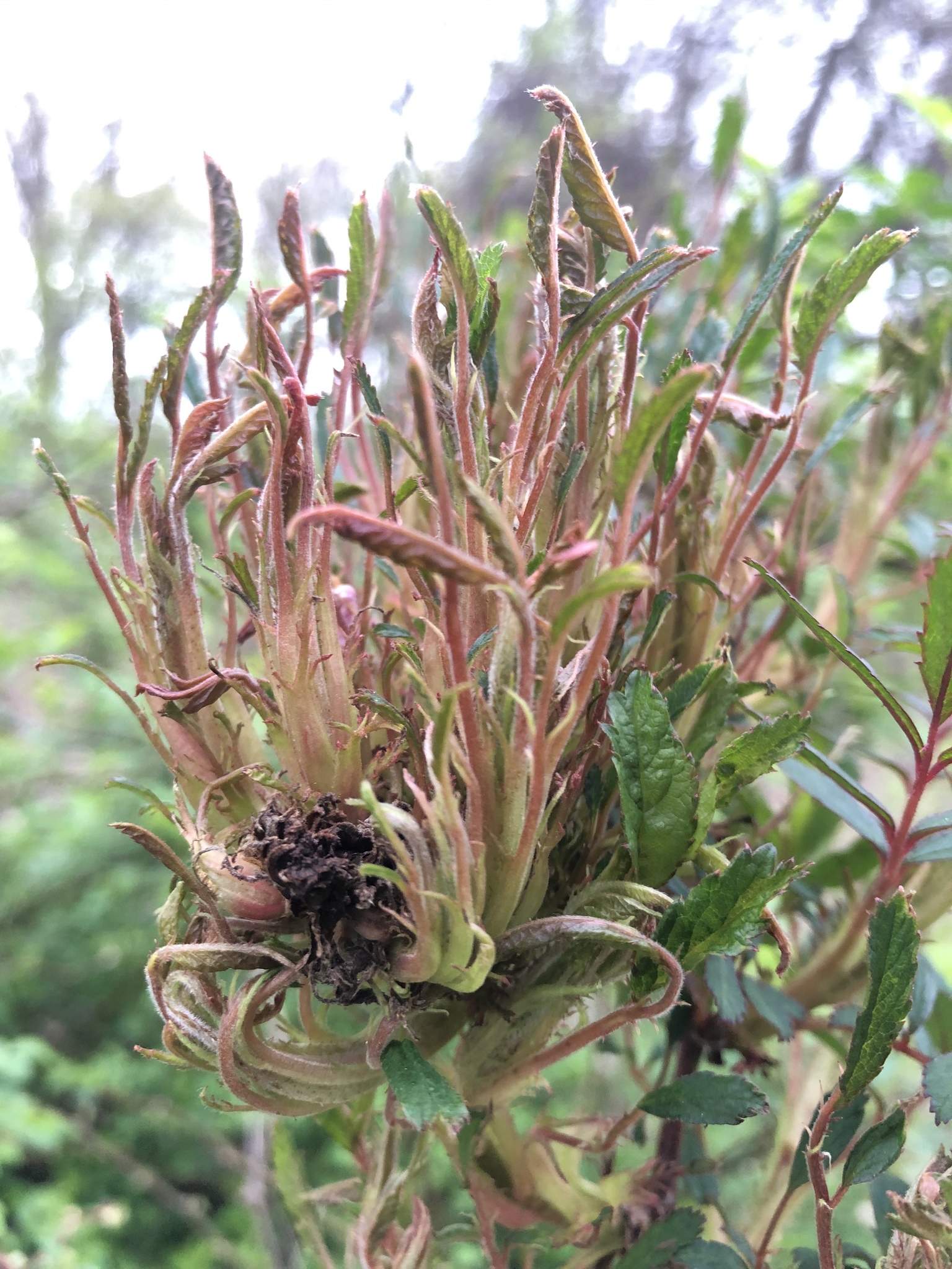 Emaravirus rosae