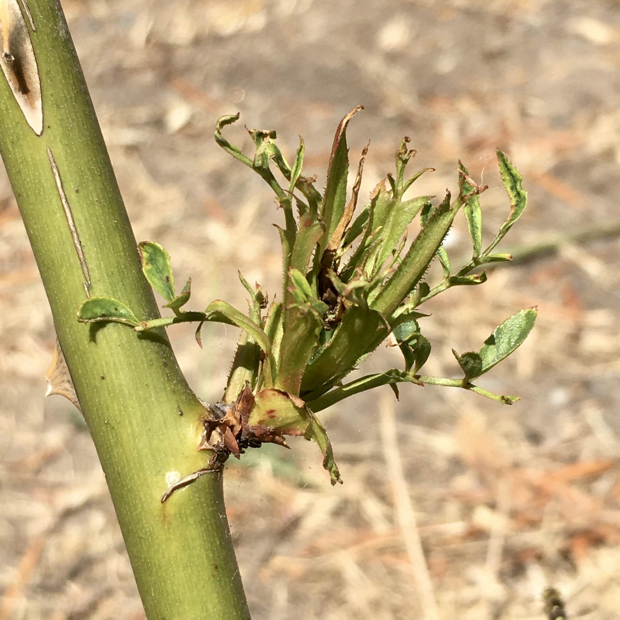 Emaravirus rosae