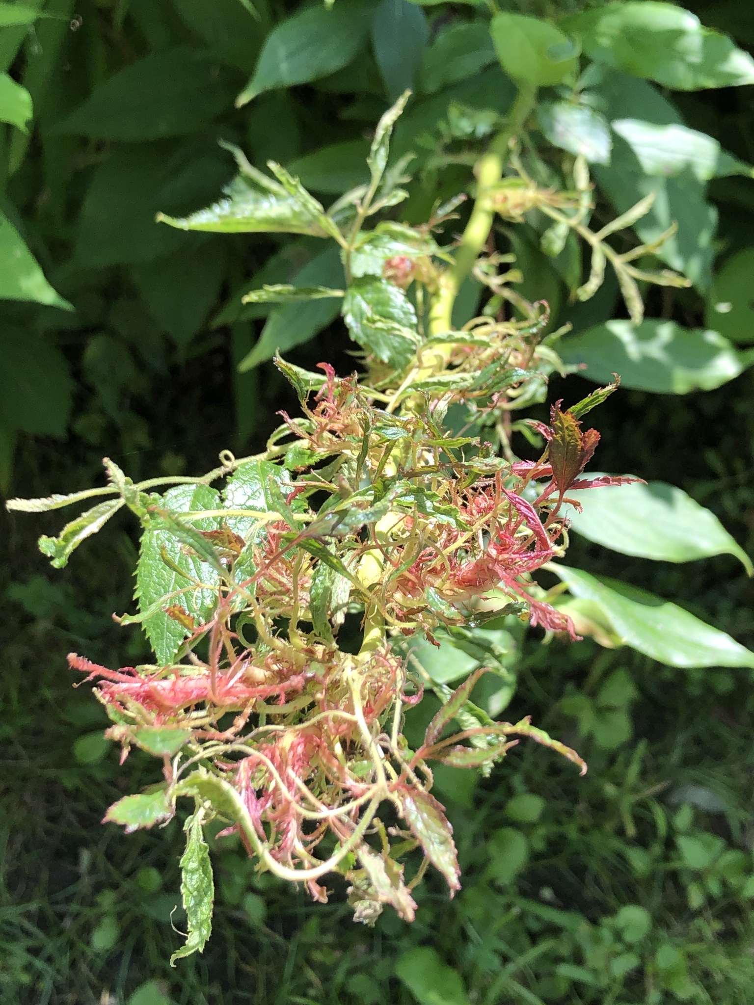 Emaravirus rosae