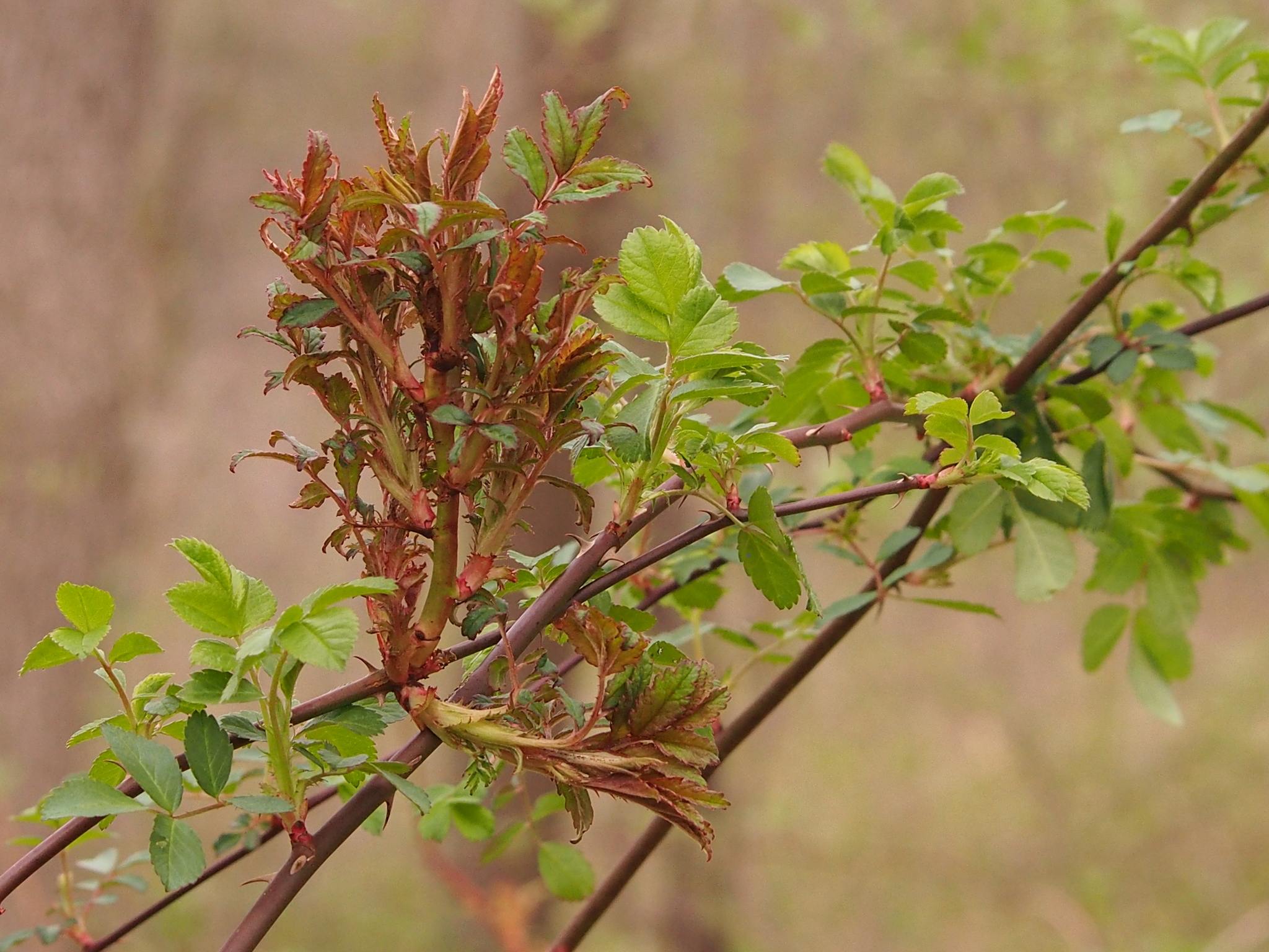 Emaravirus rosae