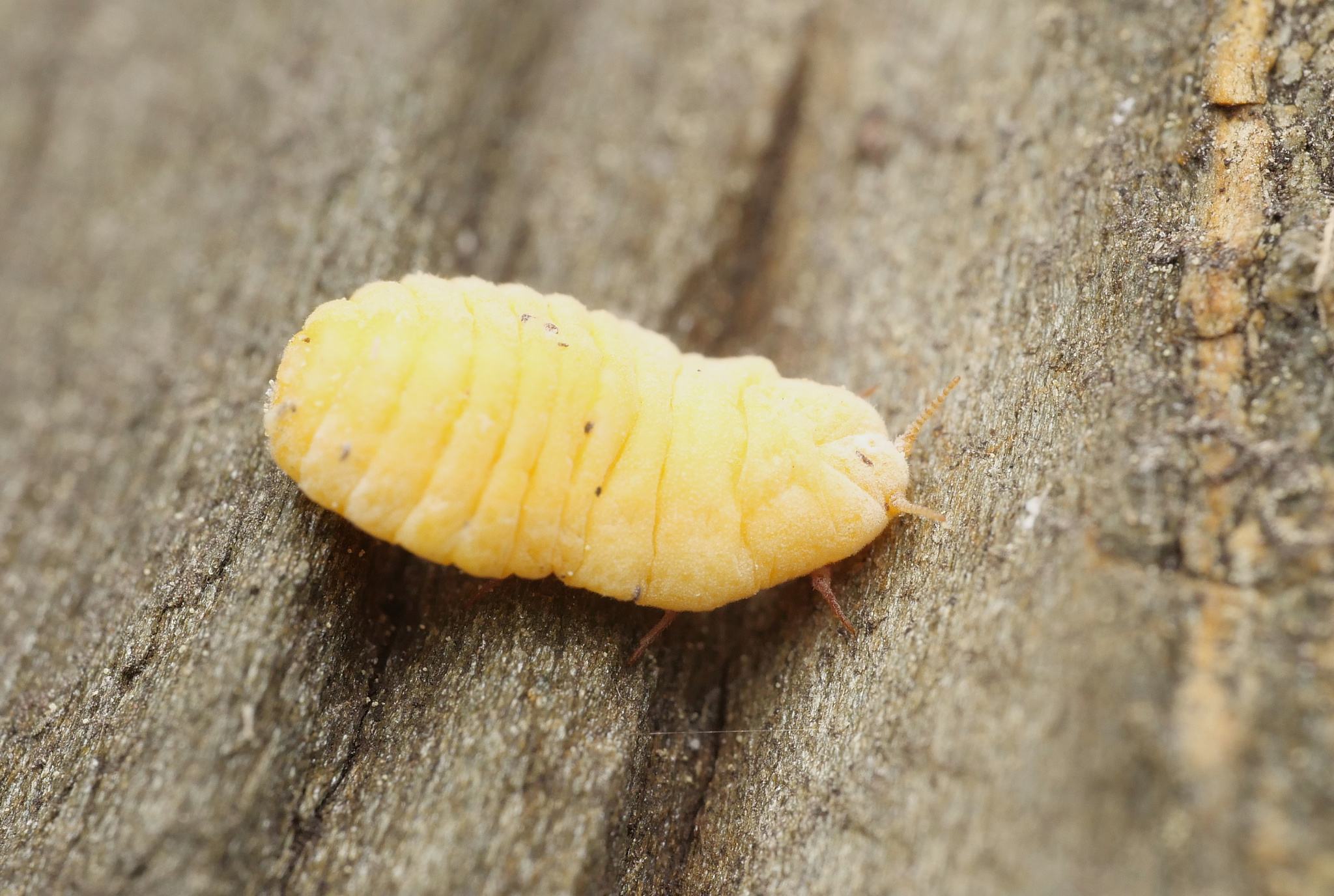 Marchalina hellenica