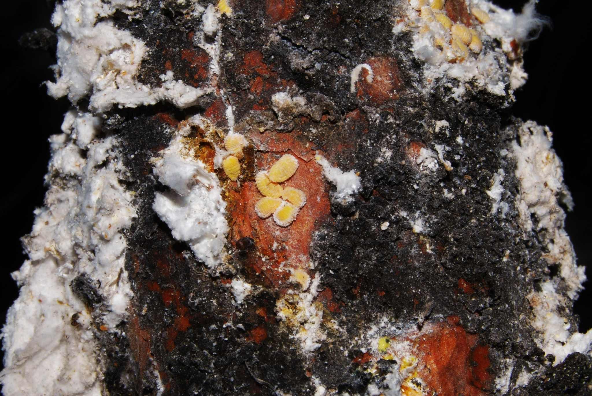 Marchalina hellenica
