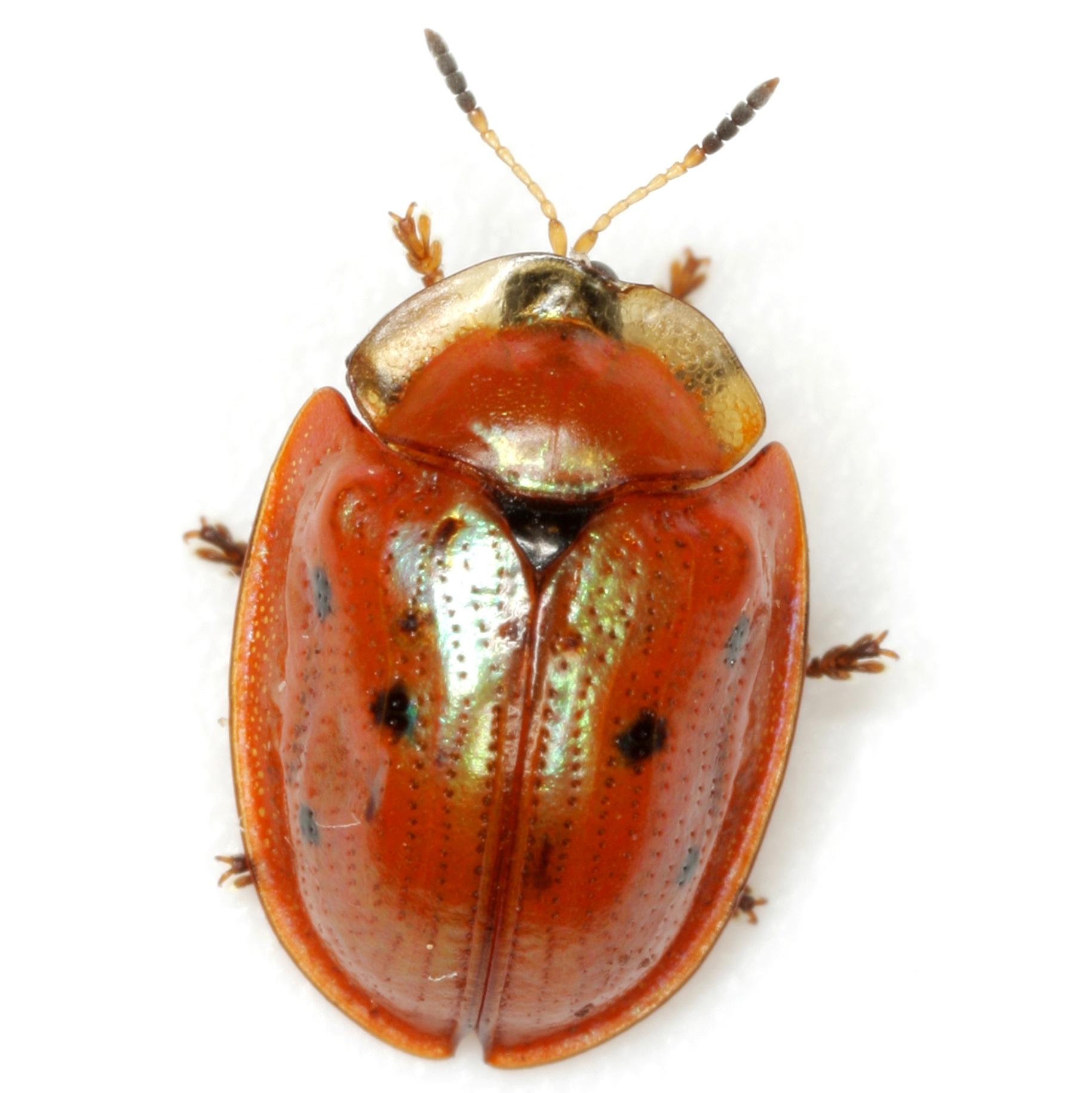 Jonthonota nigripes