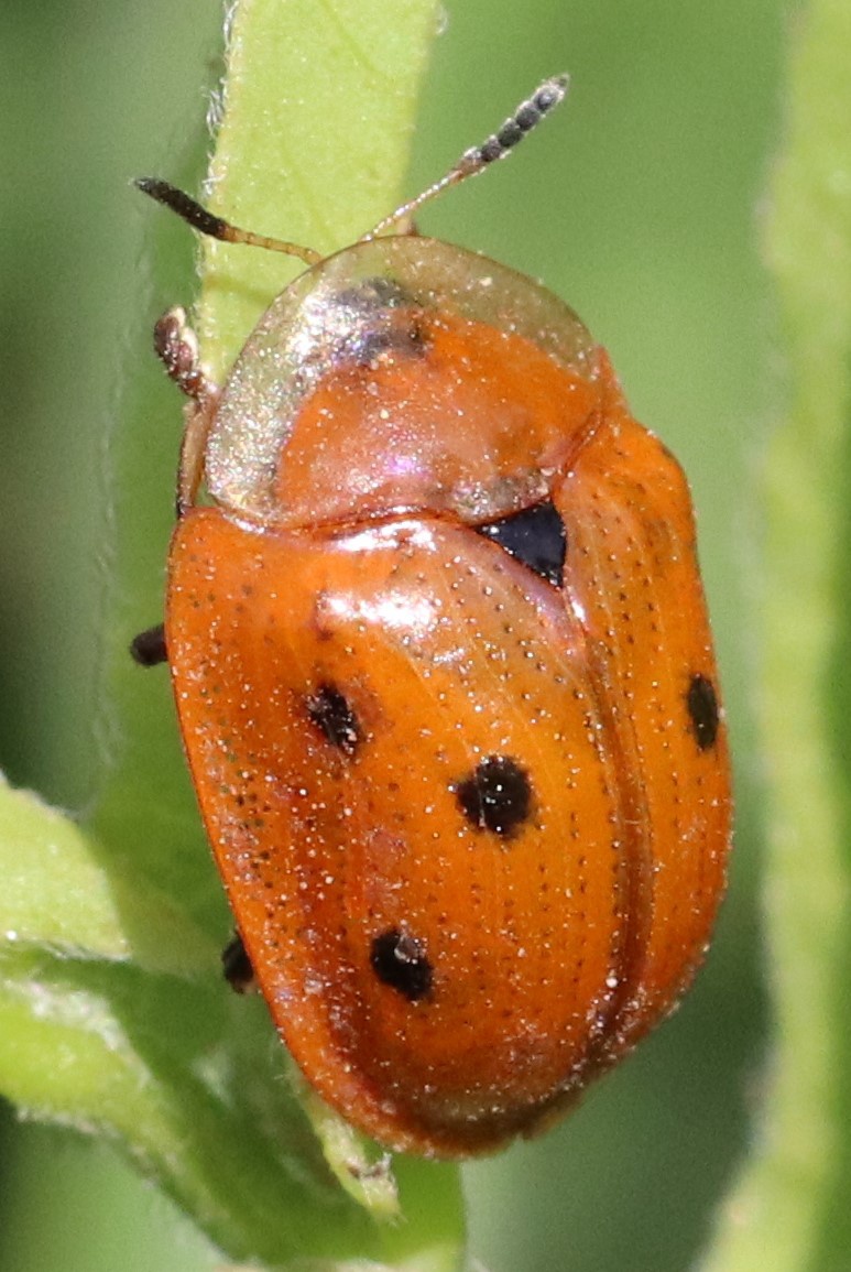 Jonthonota nigripes