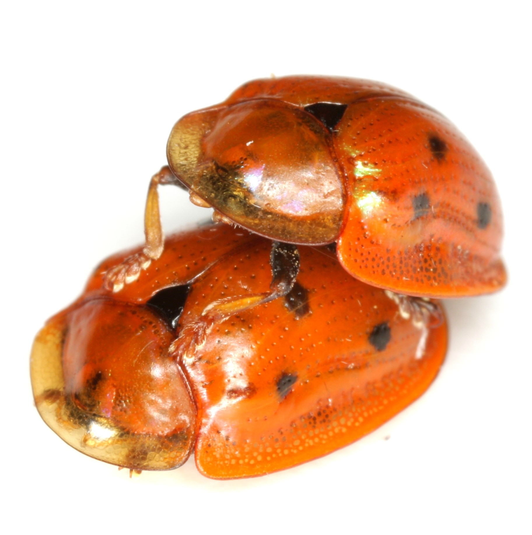 Jonthonota nigripes