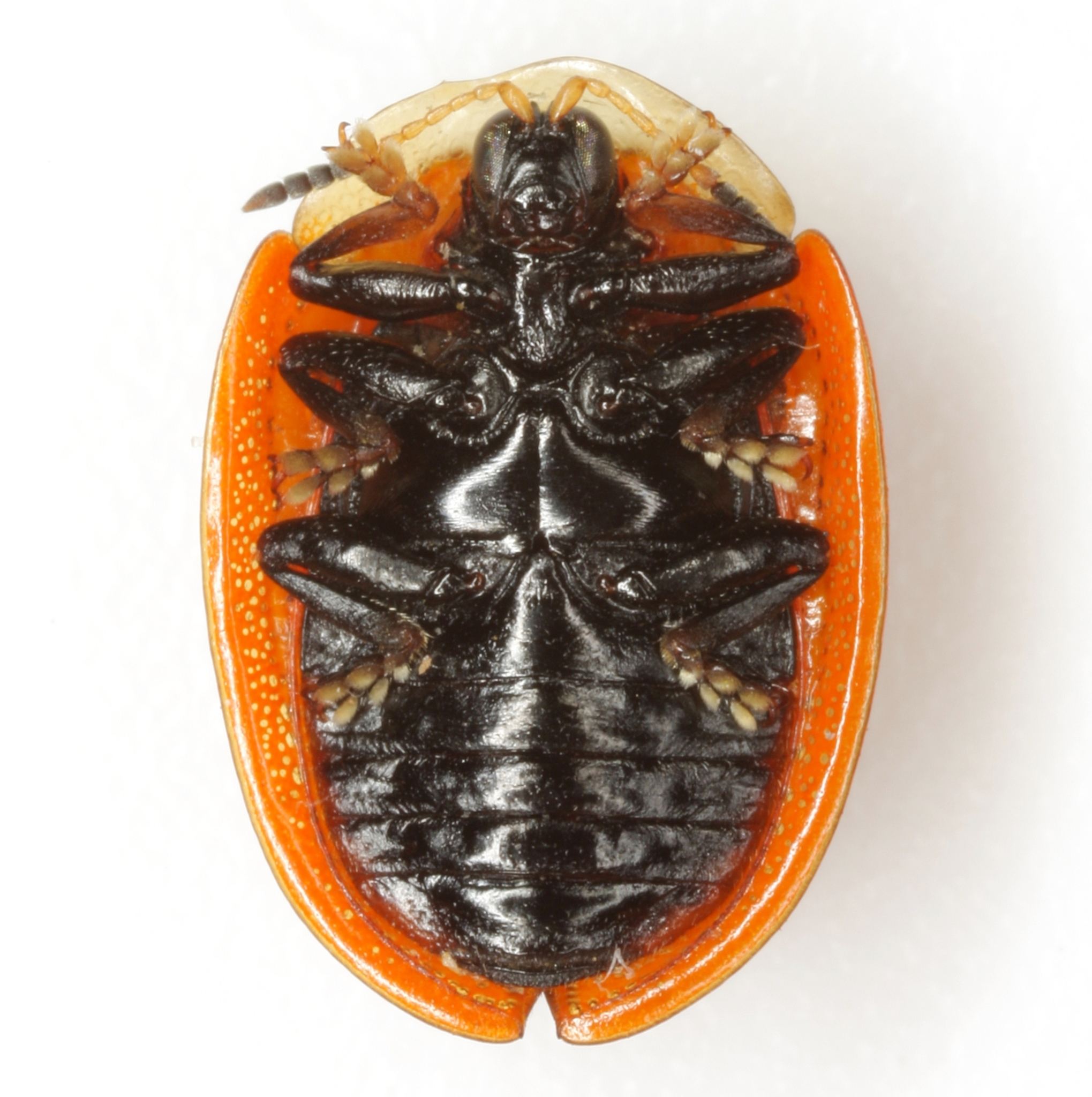 Jonthonota nigripes