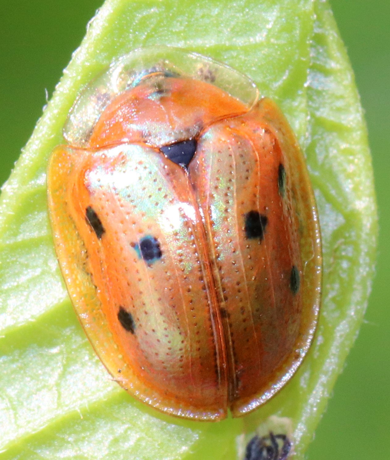 Jonthonota nigripes