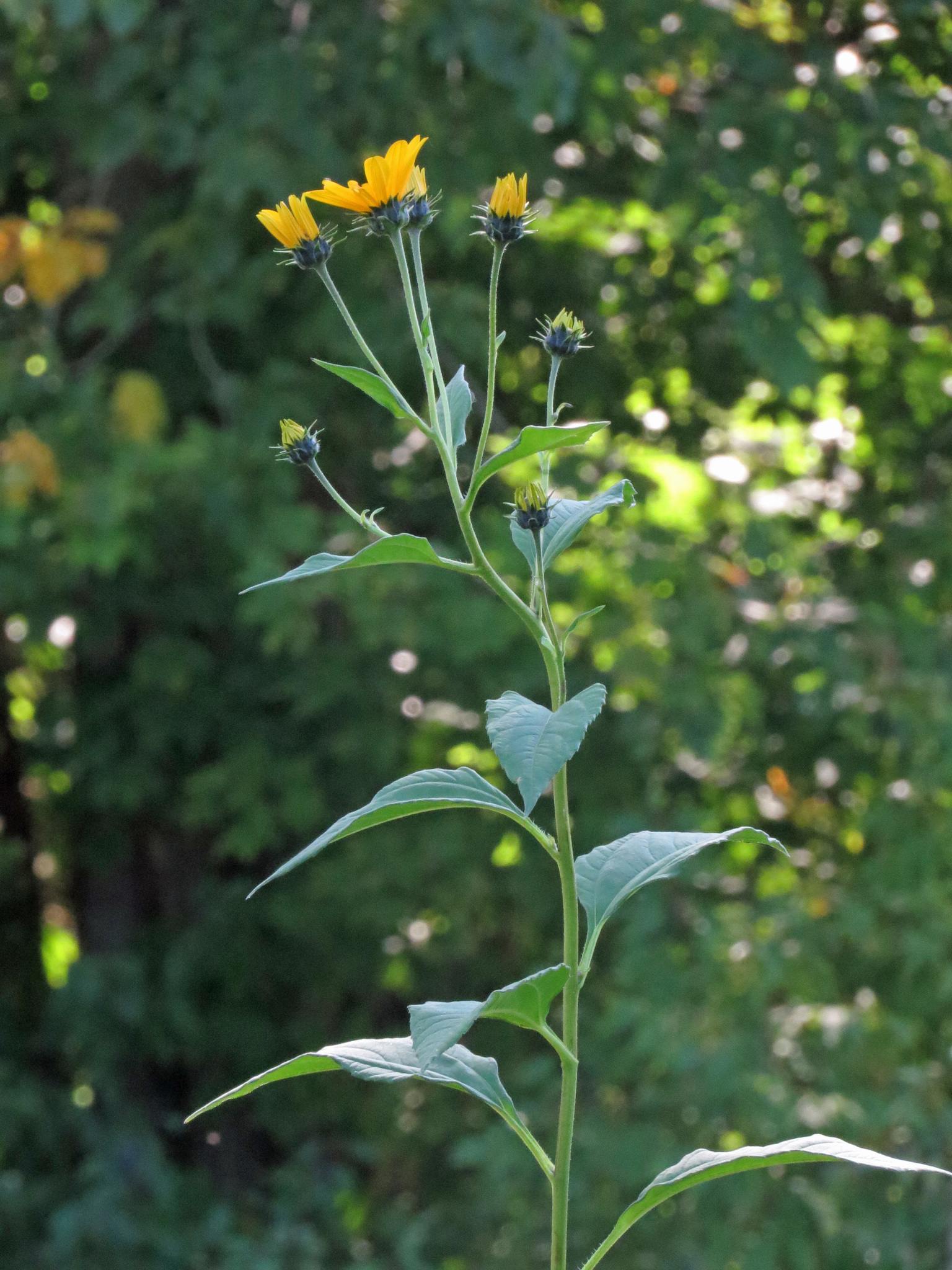 Helianthus tuberosus