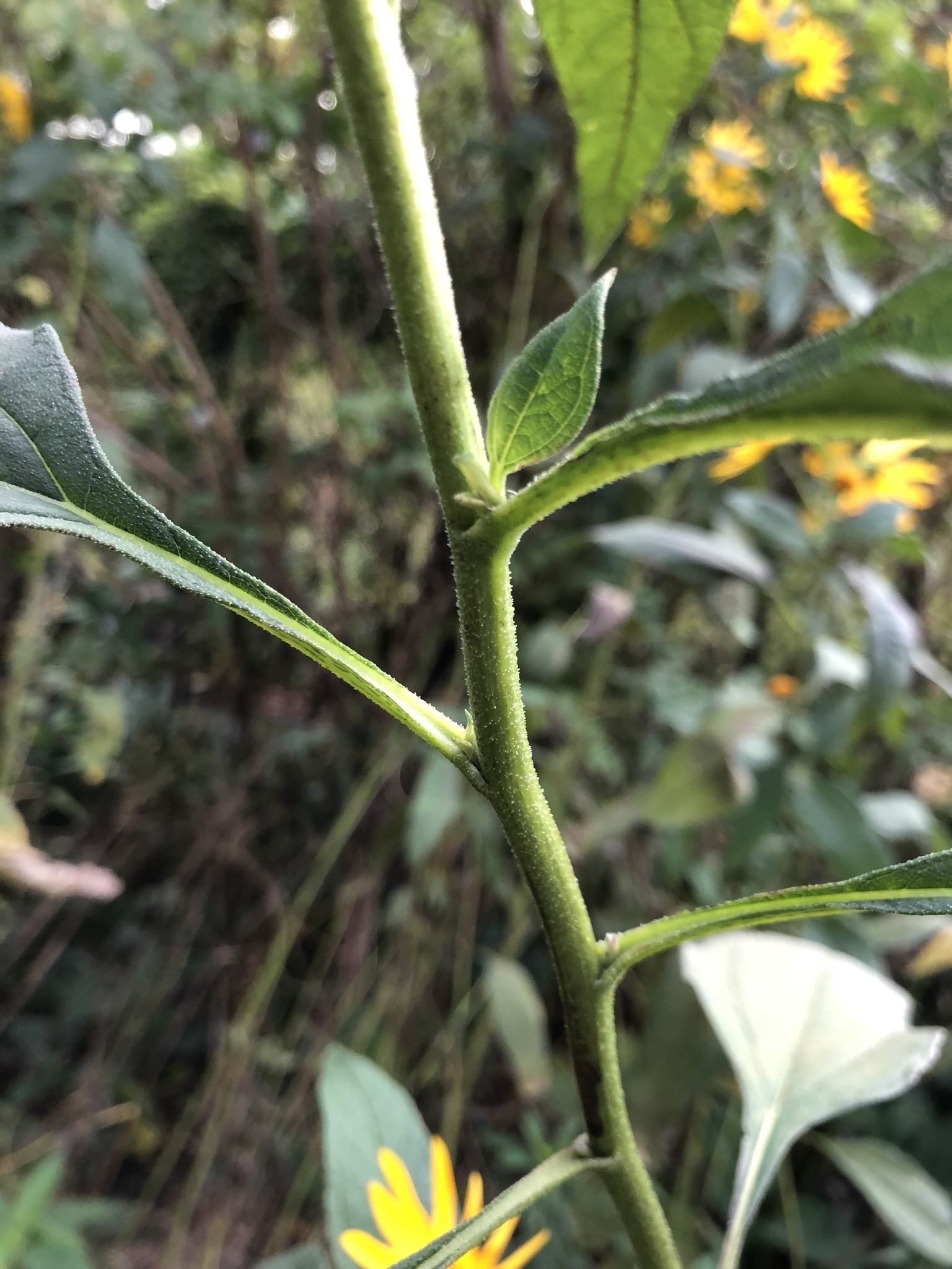 Helianthus tuberosus