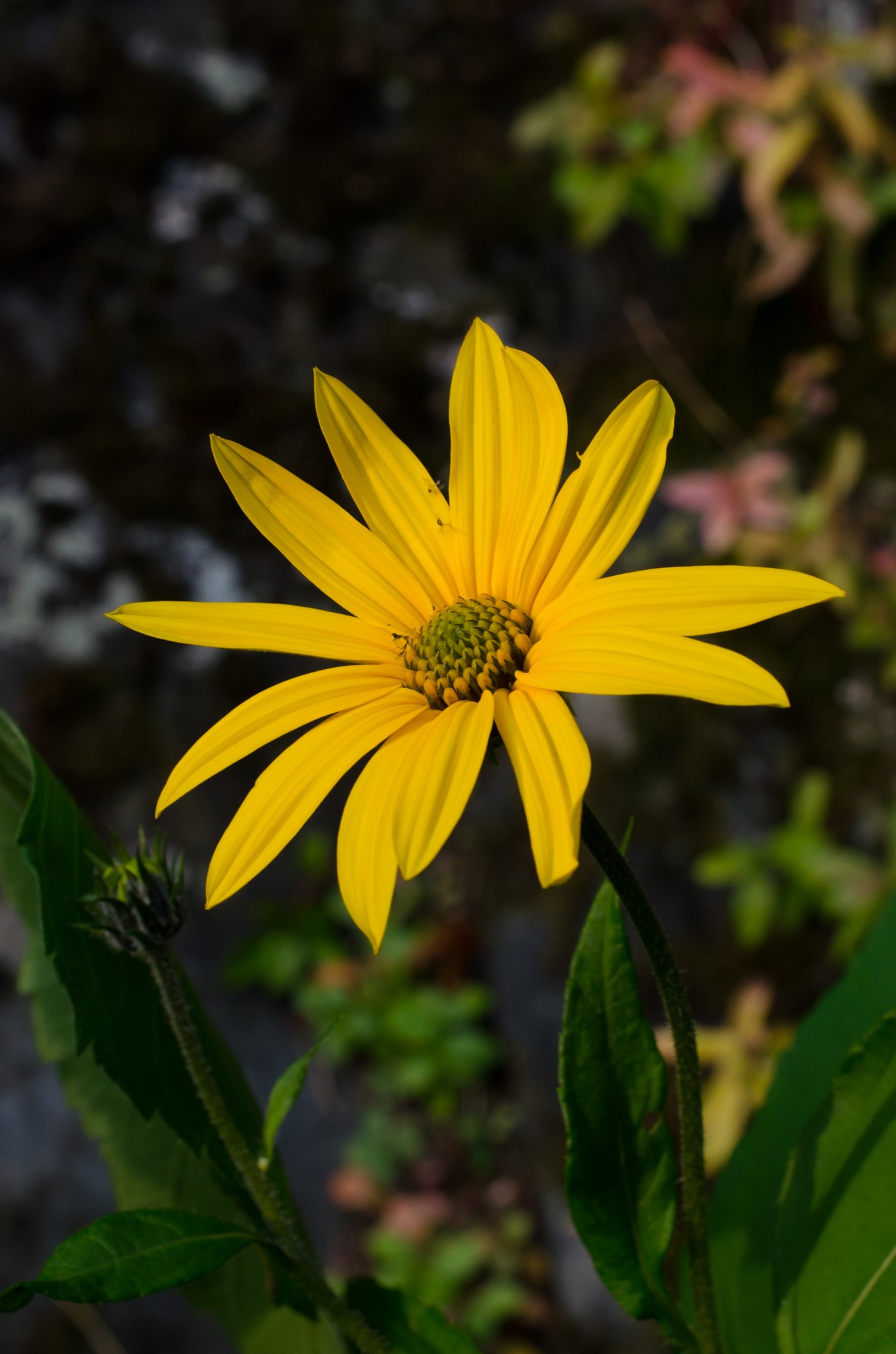 Helianthus tuberosus