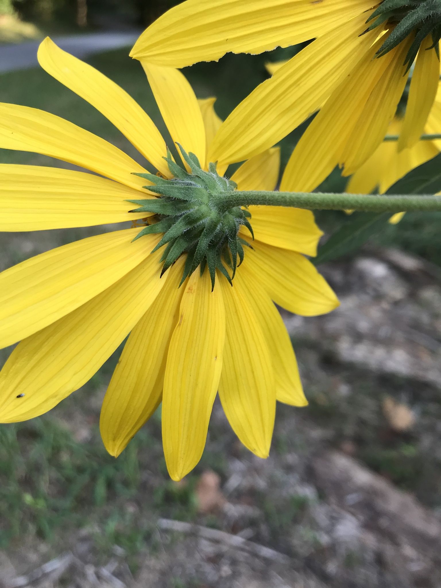 Helianthus tuberosus