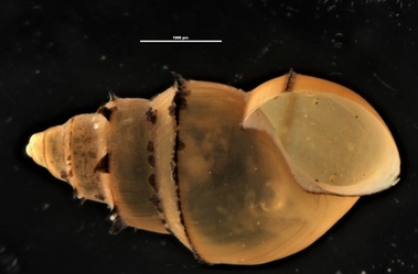 Potamopyrgus antipodarum