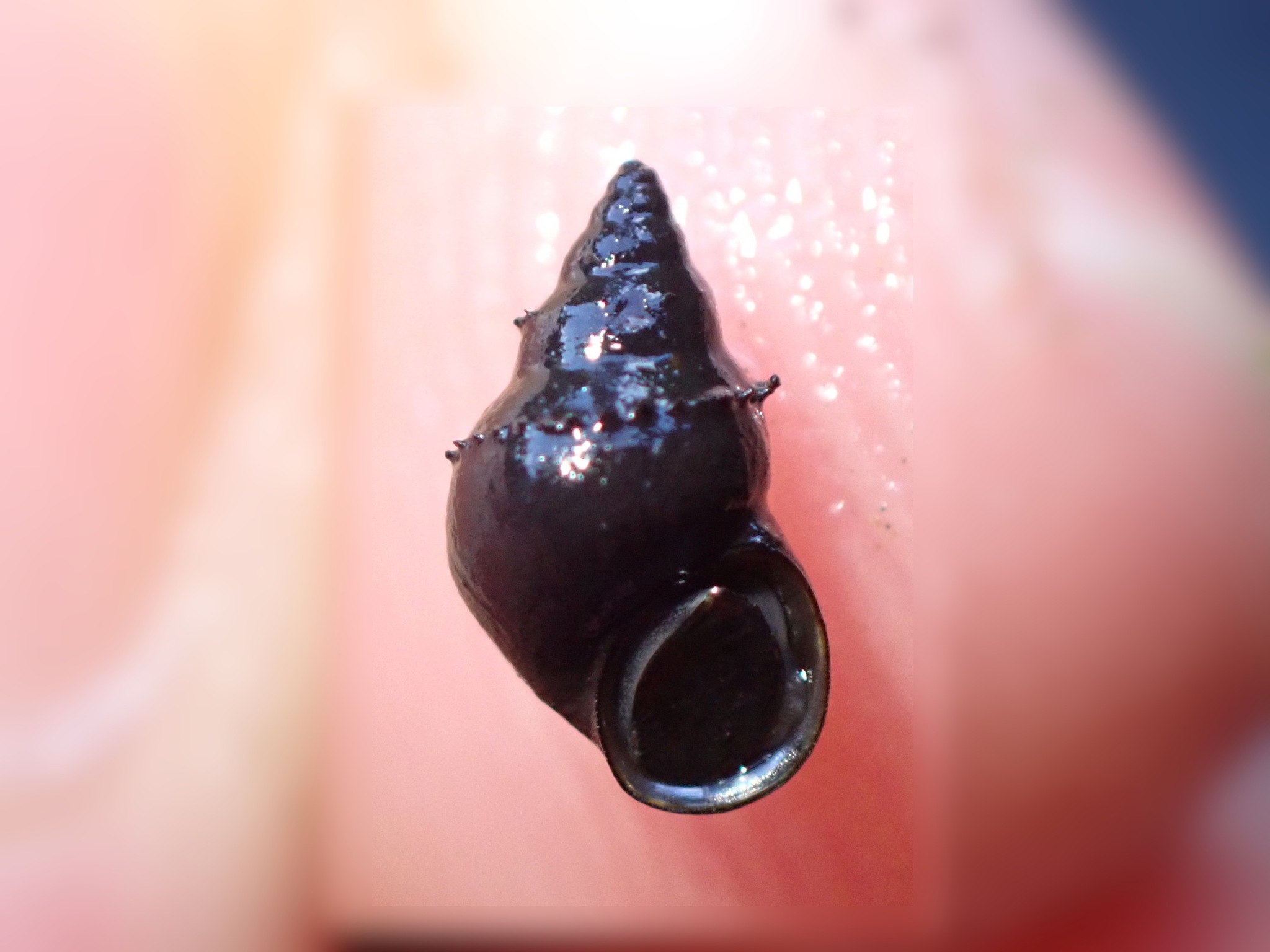 Potamopyrgus antipodarum