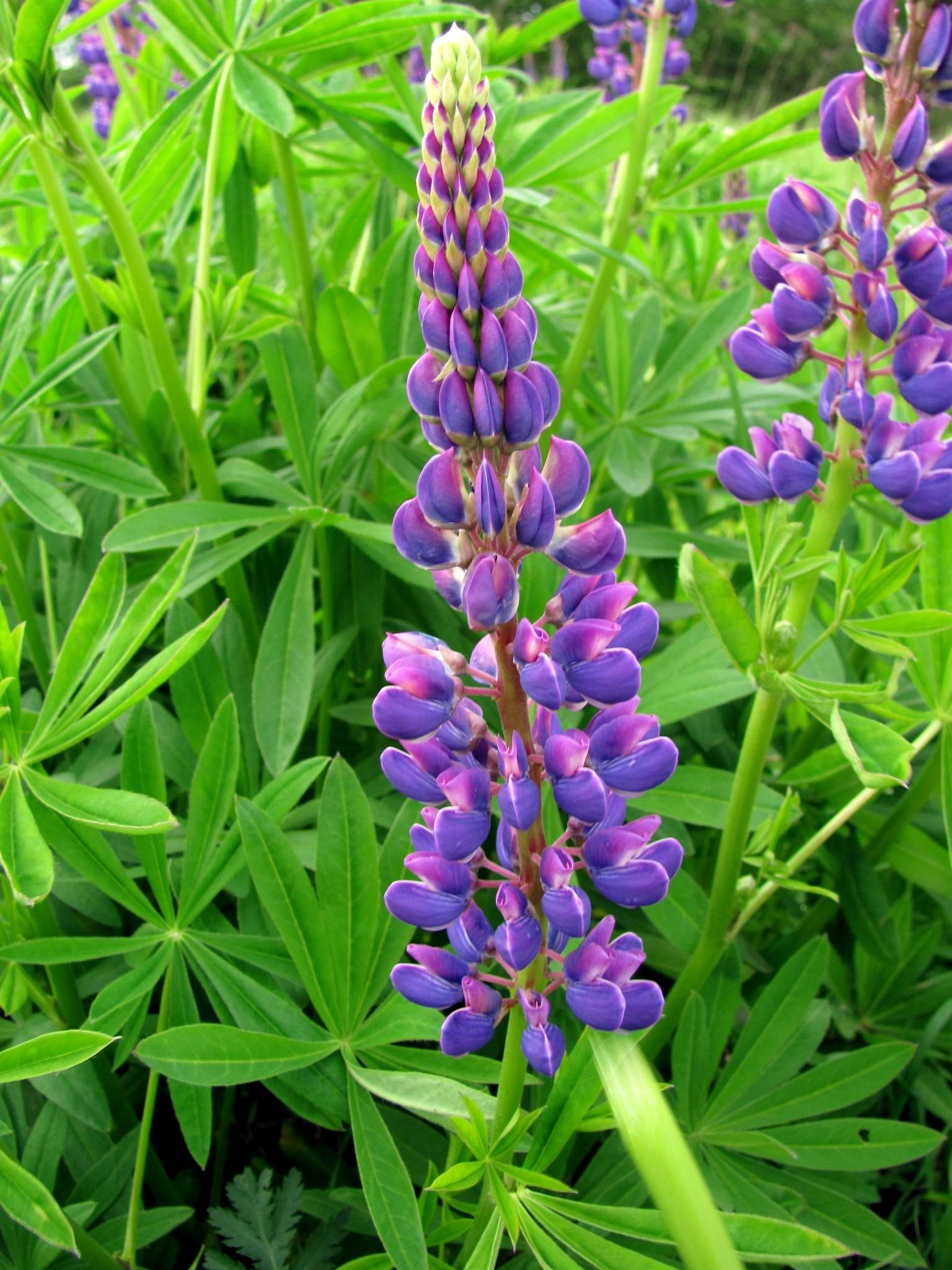 Lupinus polyphyllus